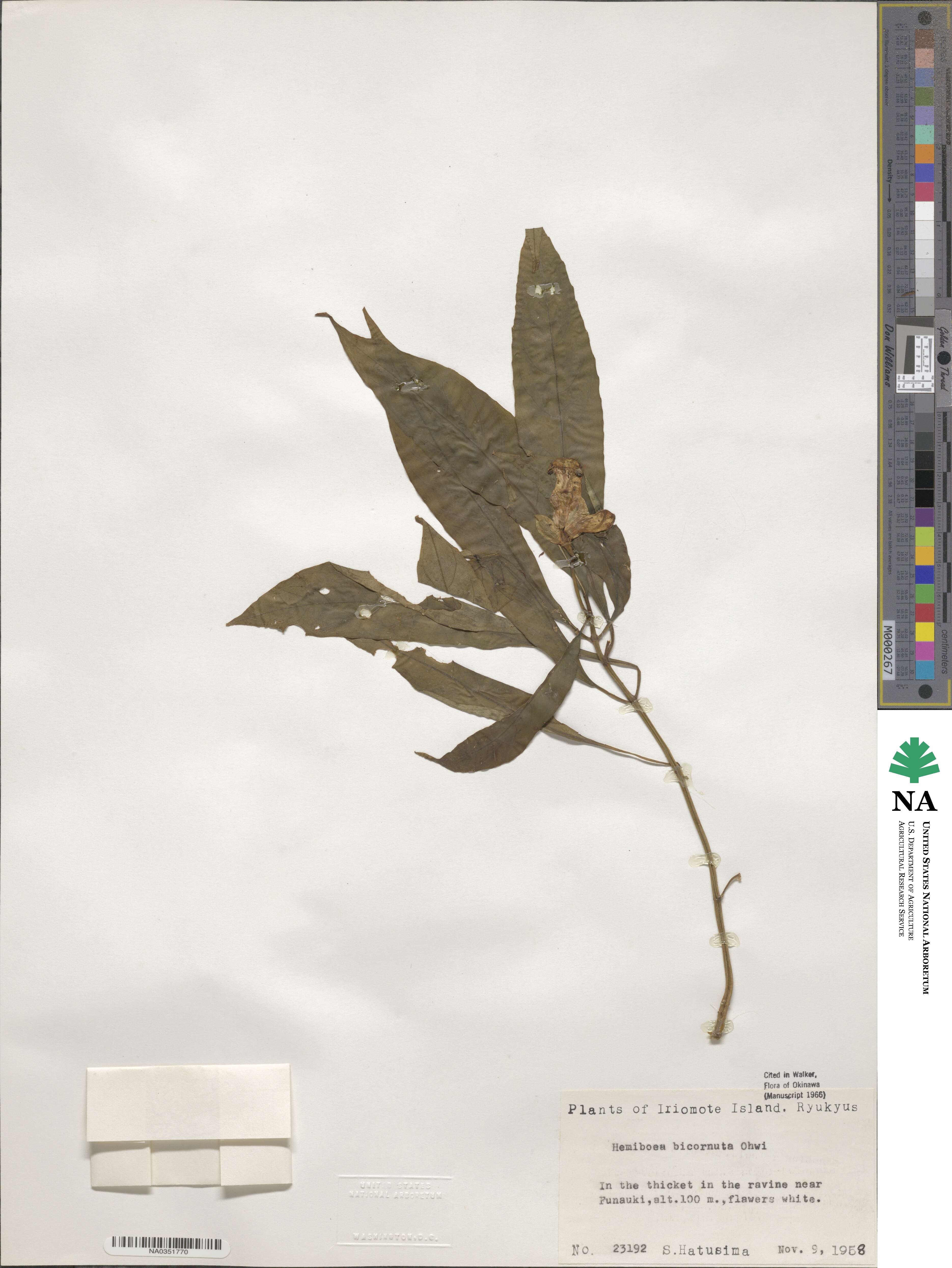 Hemiboea bicornuta image