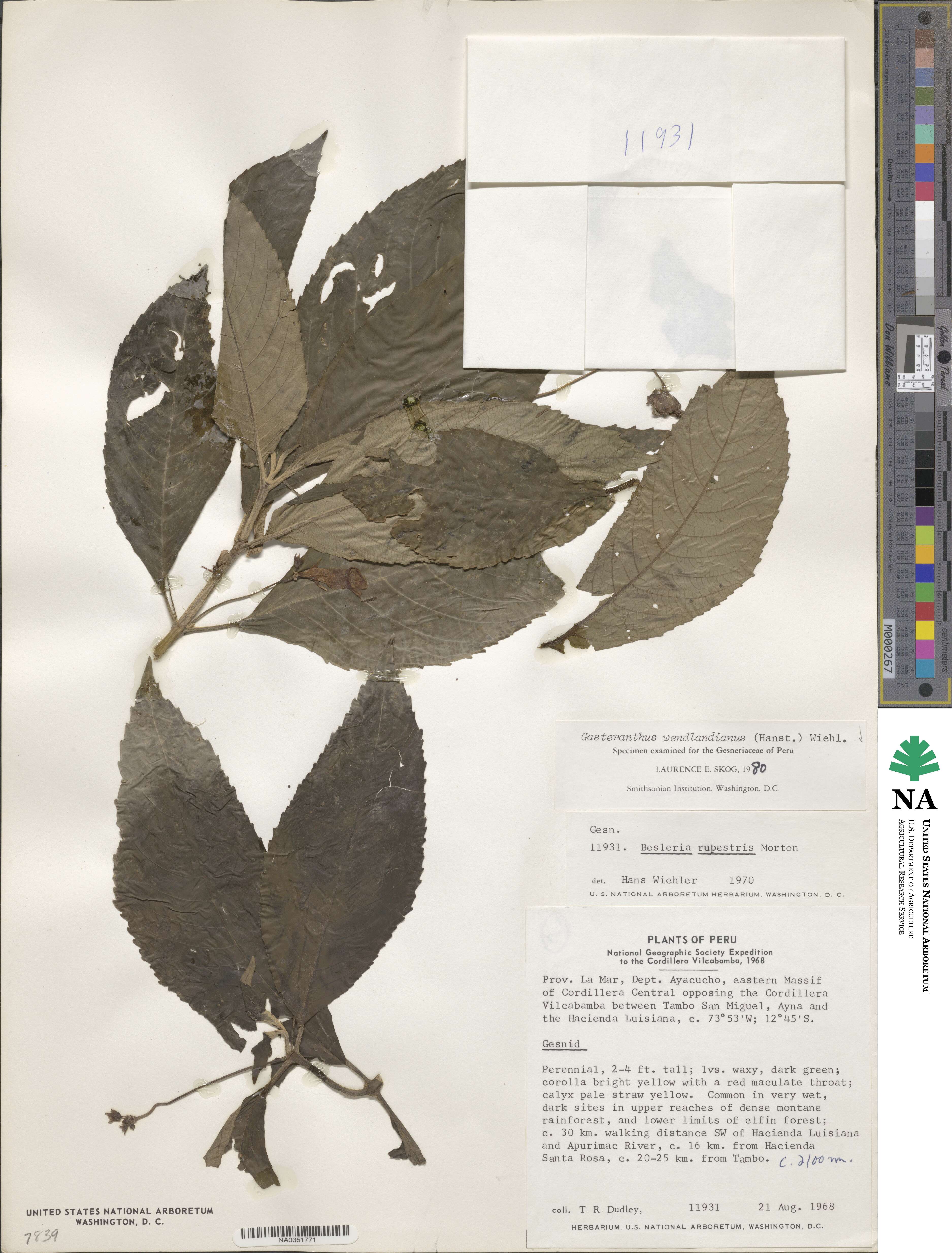 Gasteranthus wendlandianus image