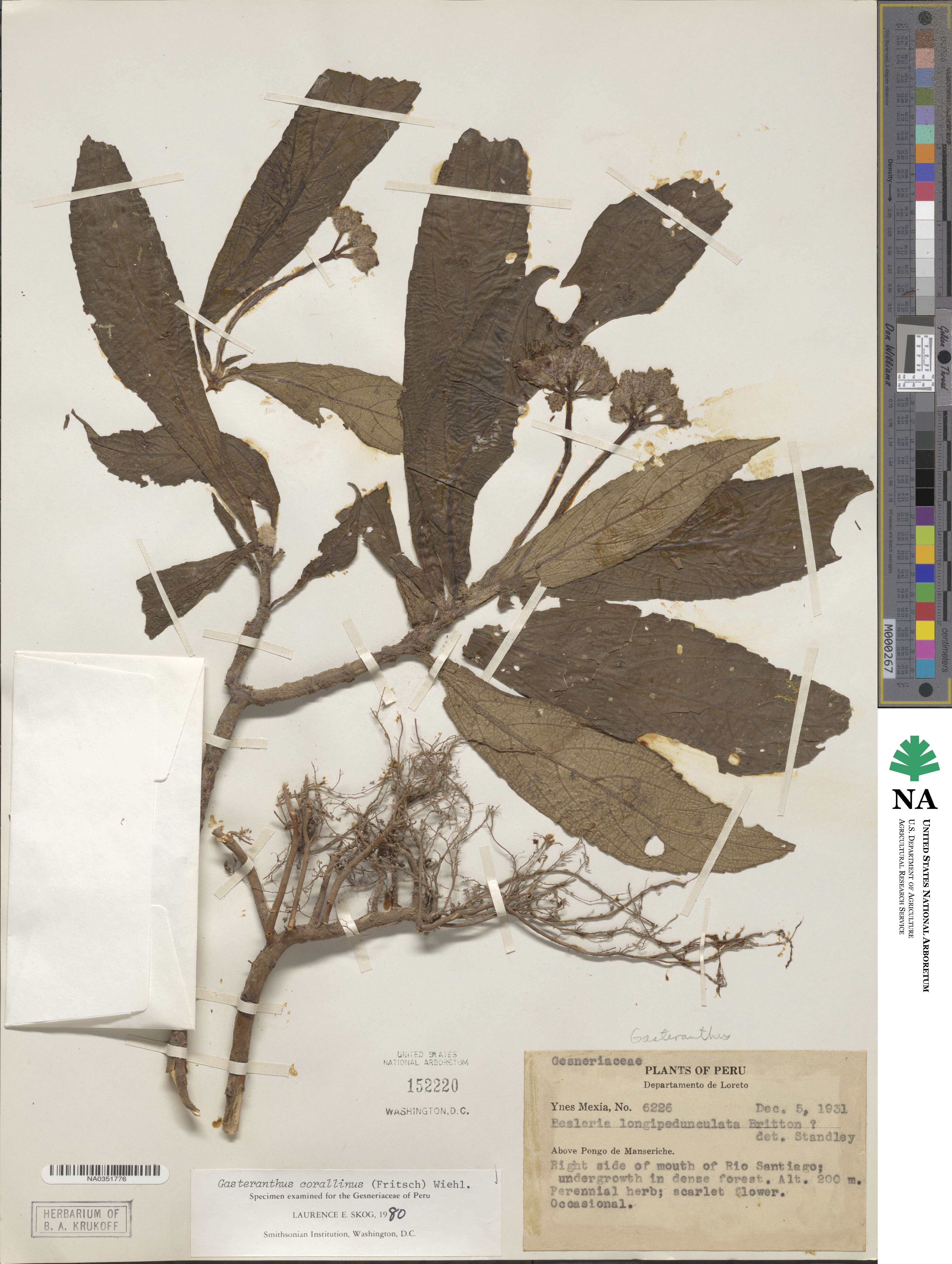Gasteranthus corallinus image