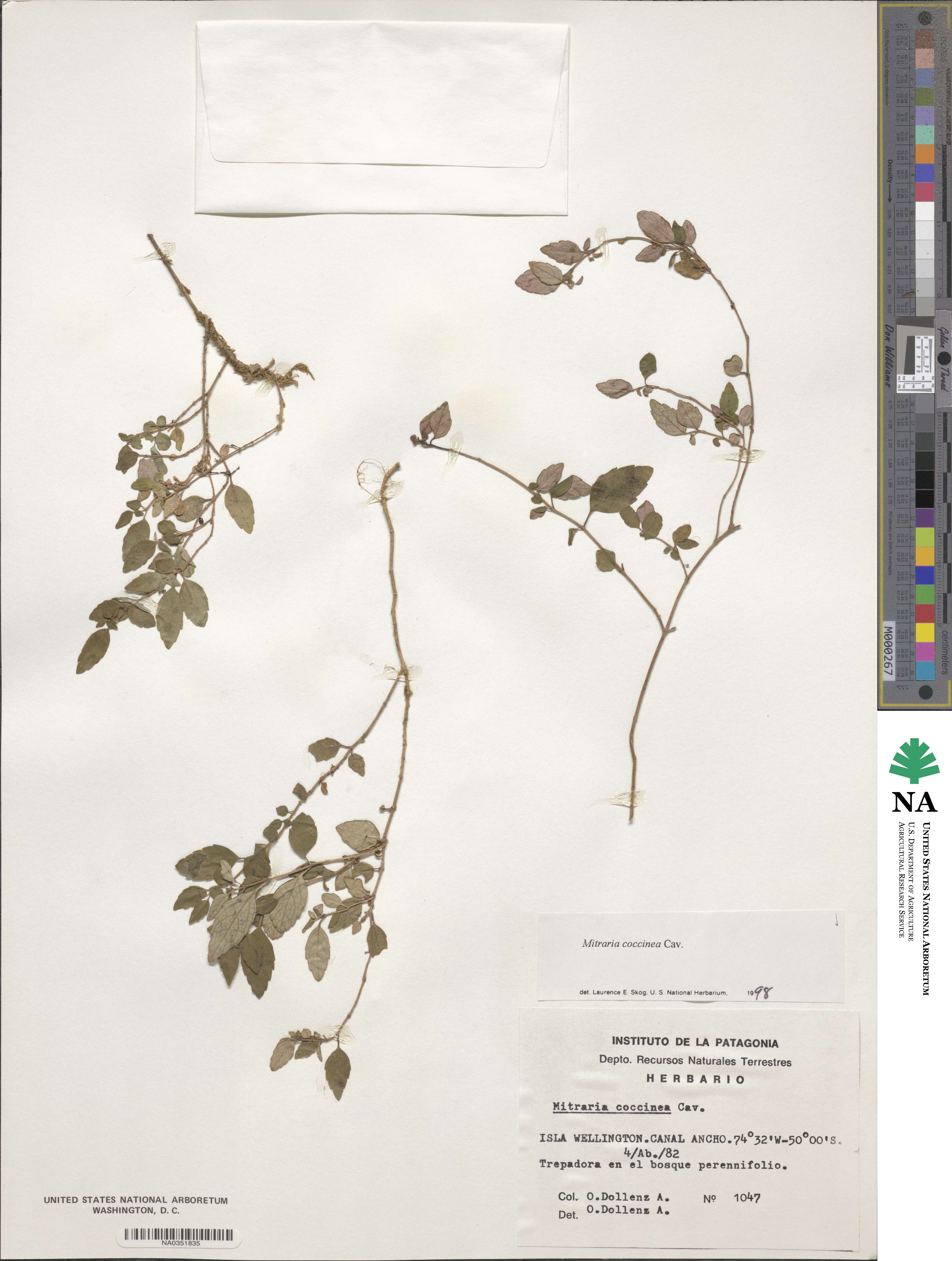 Mitraria coccinea image