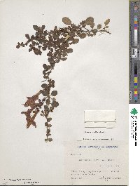 Asteranthera ovata image