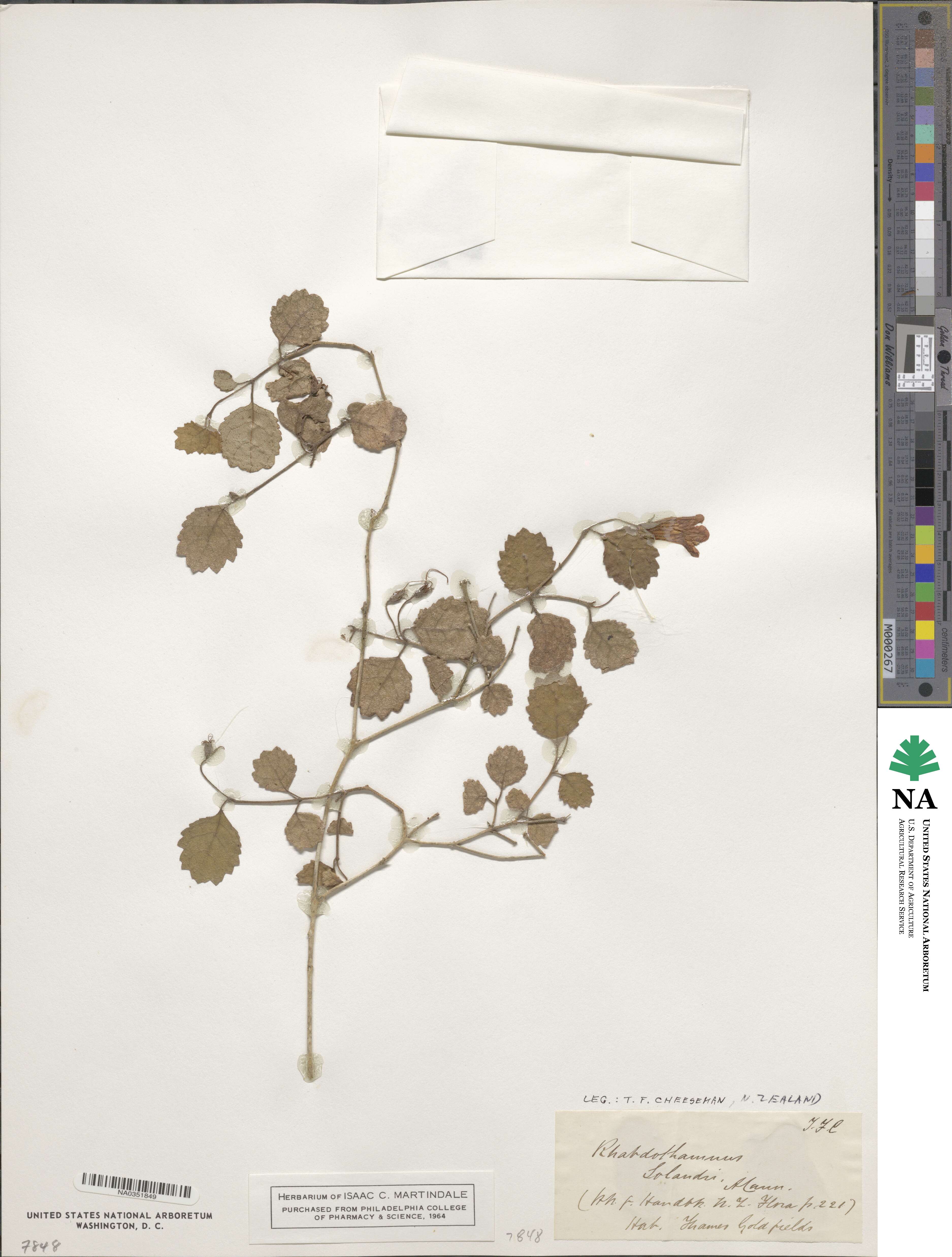 Rhabdothamnus solandri image