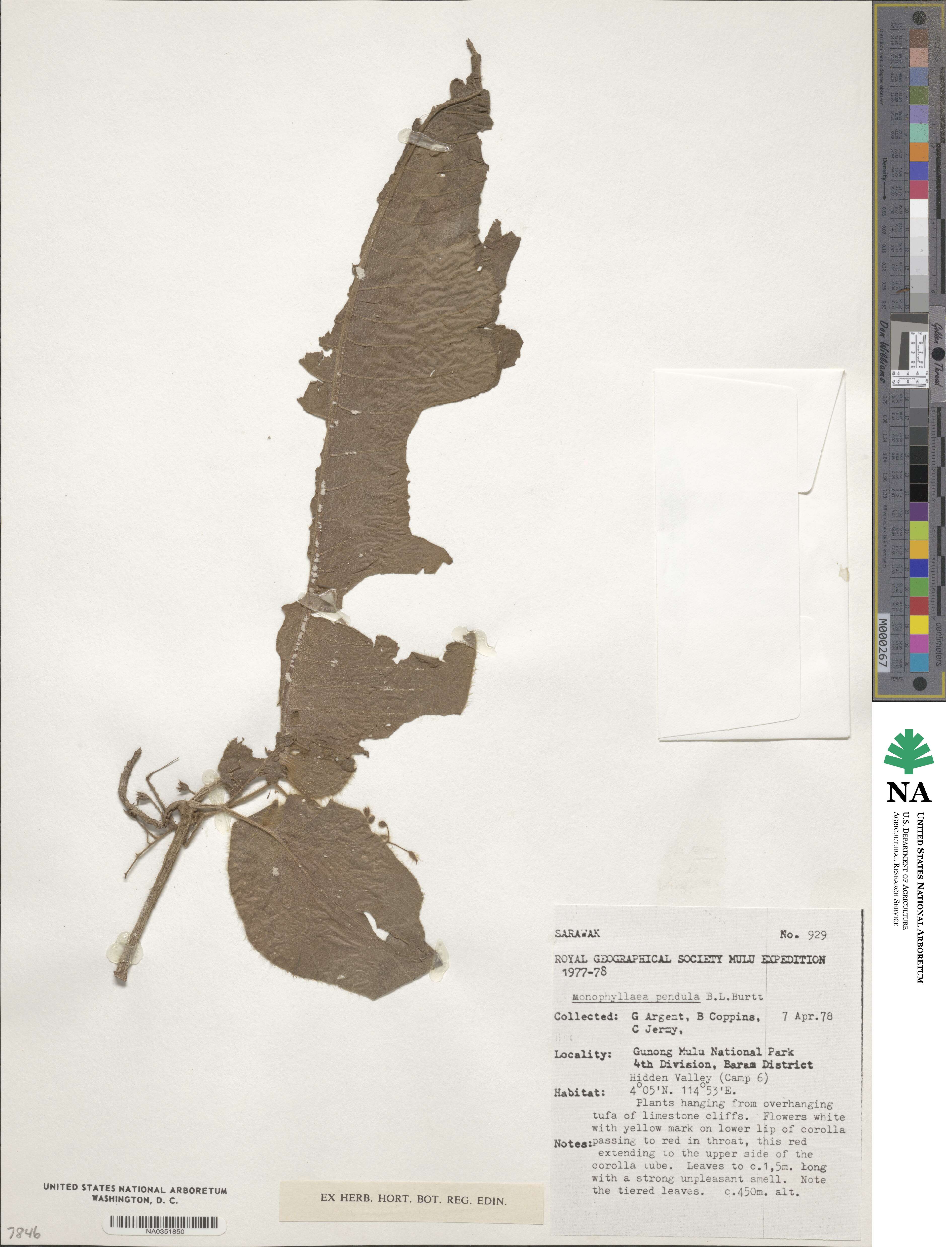 Monophyllaea pendula image