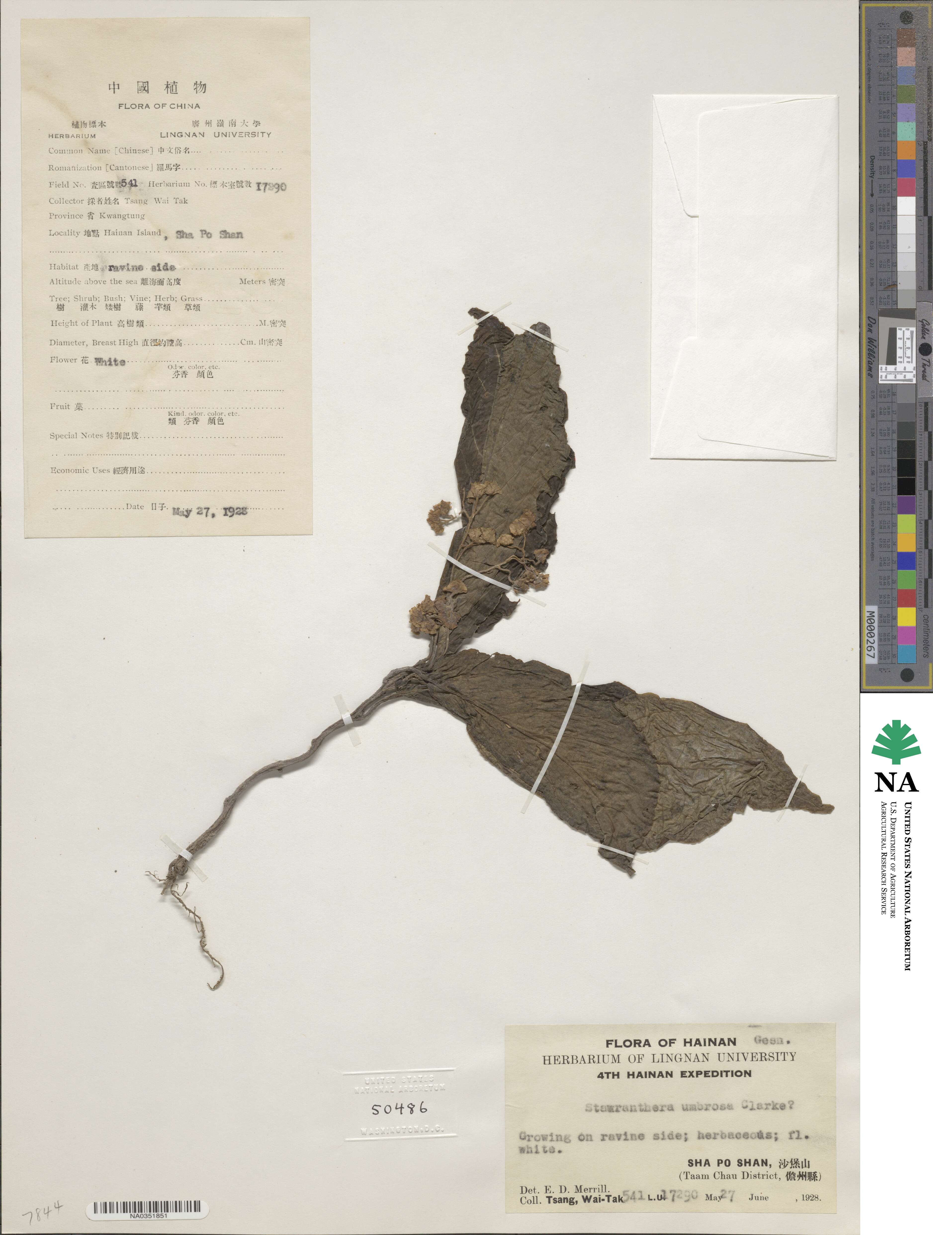 Stauranthera umbrosa image