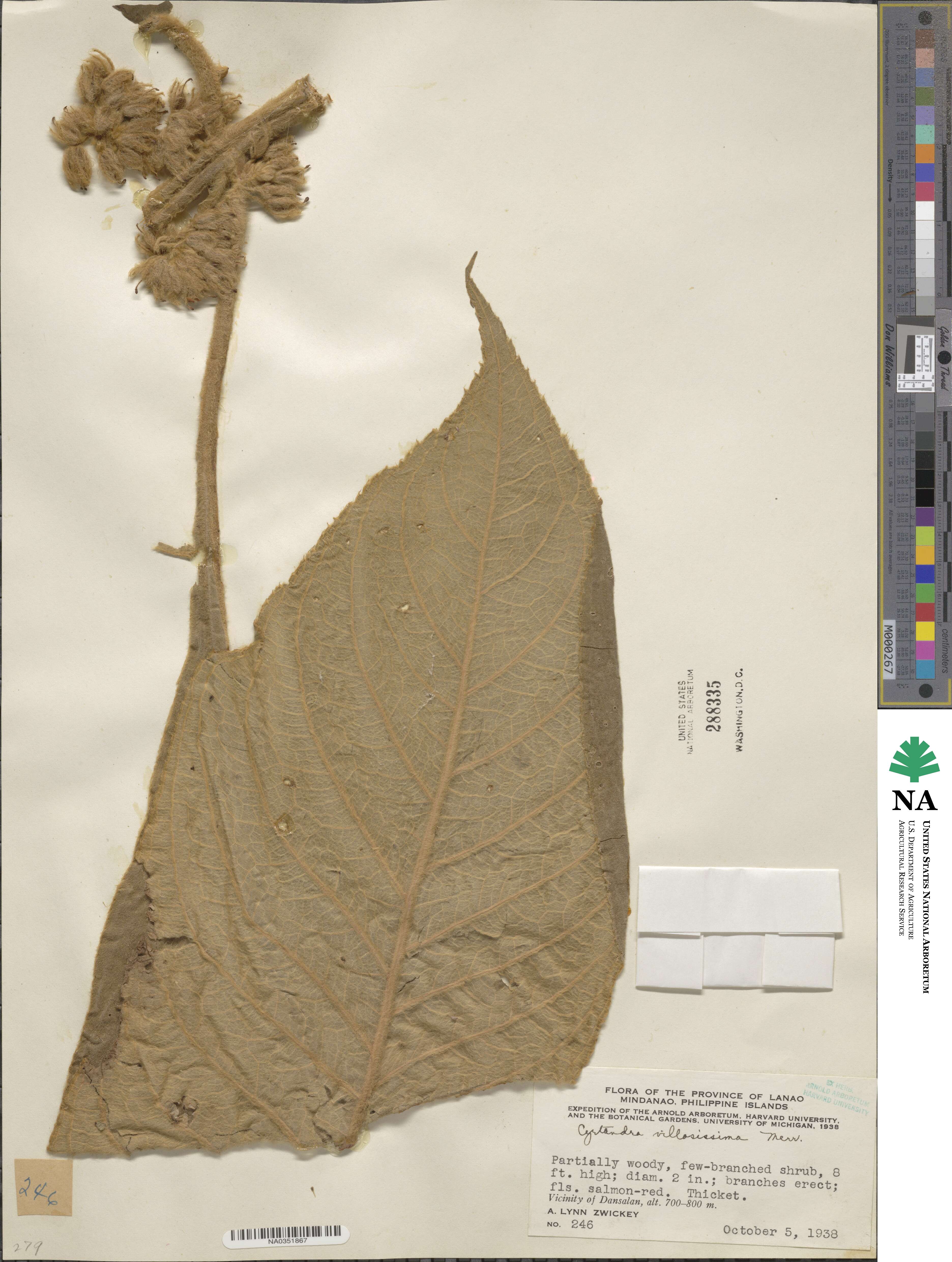 Cyrtandra villosissima image
