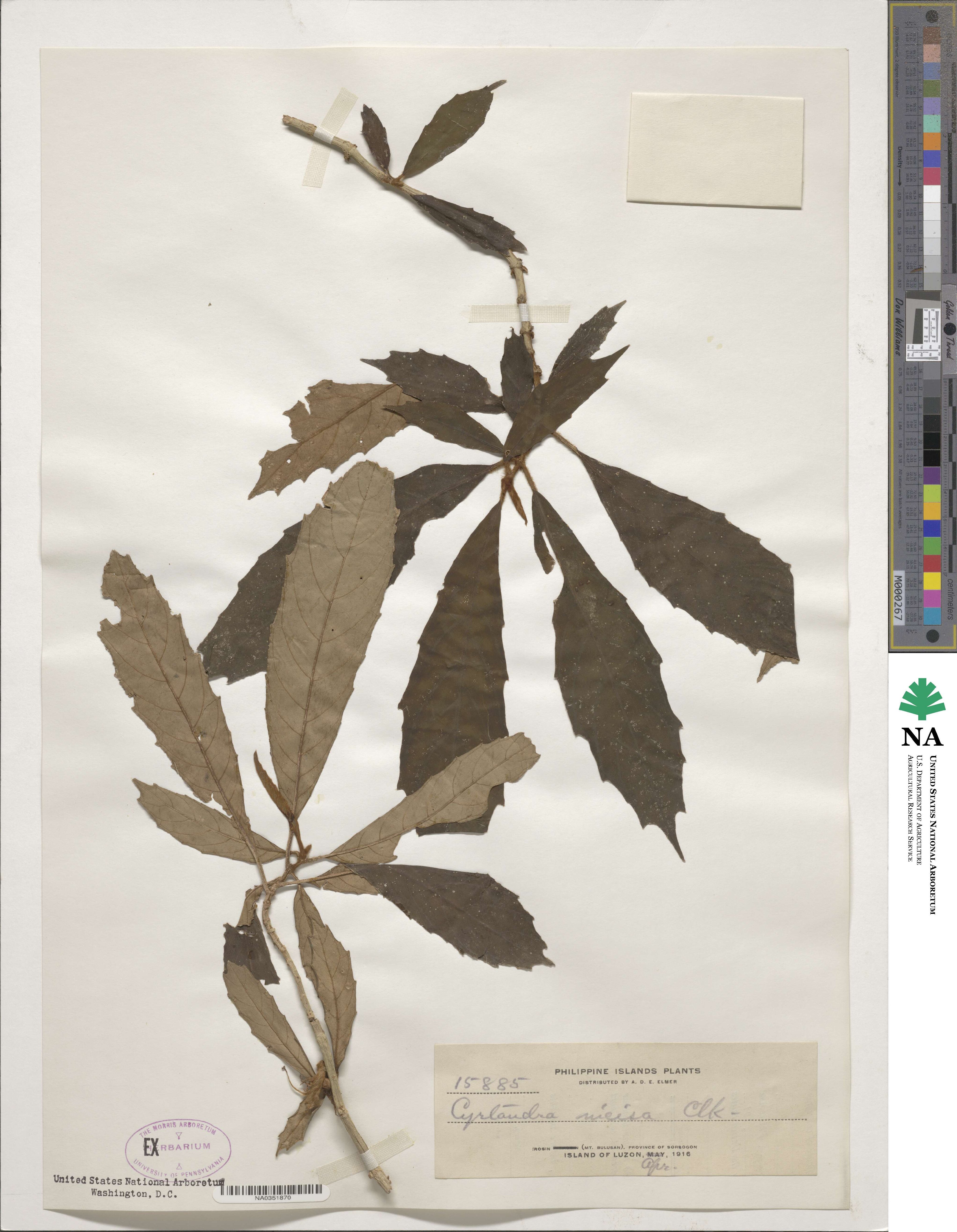Cyrtandra incisa image