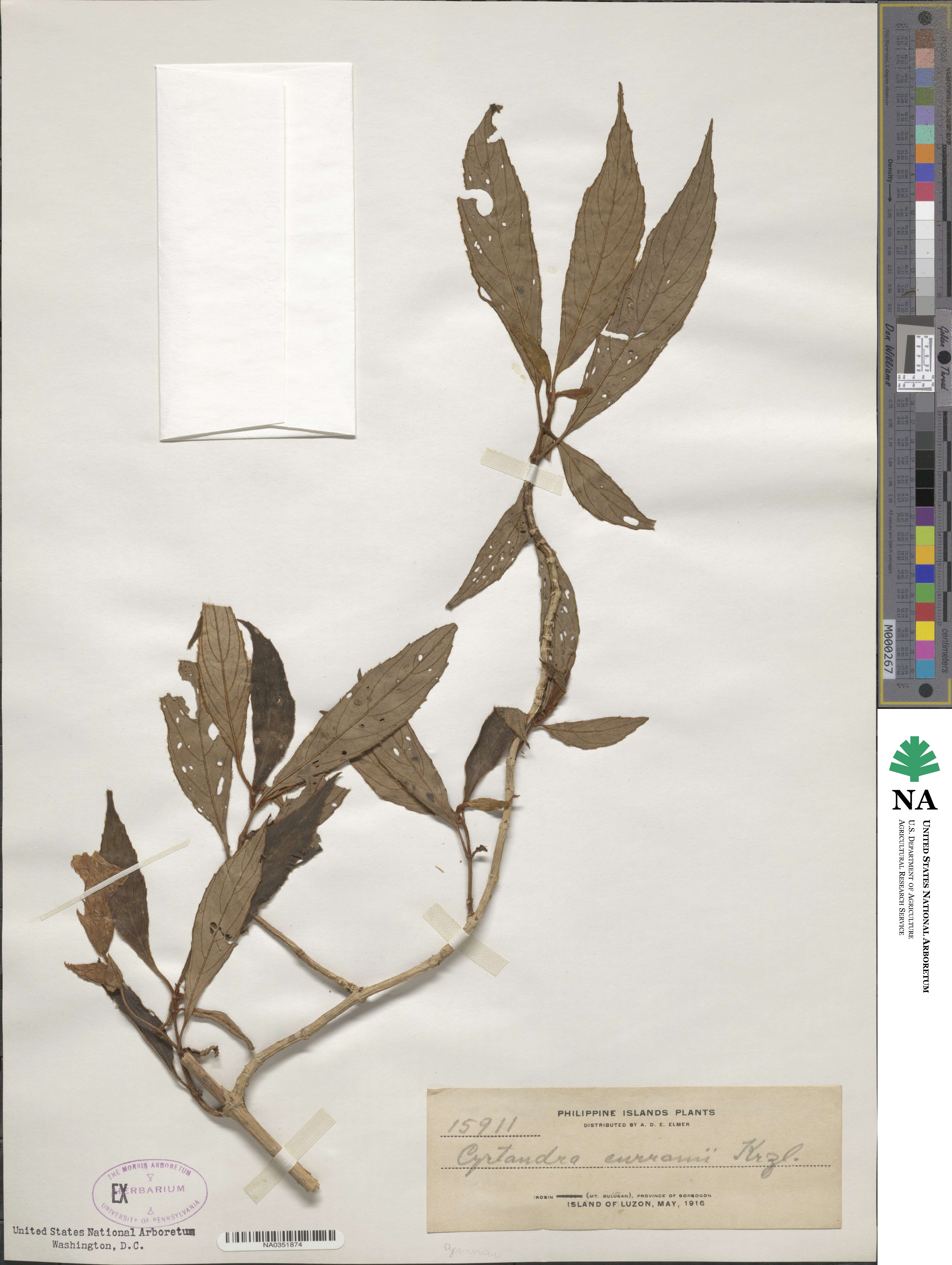 Cyrtandra lobbii image