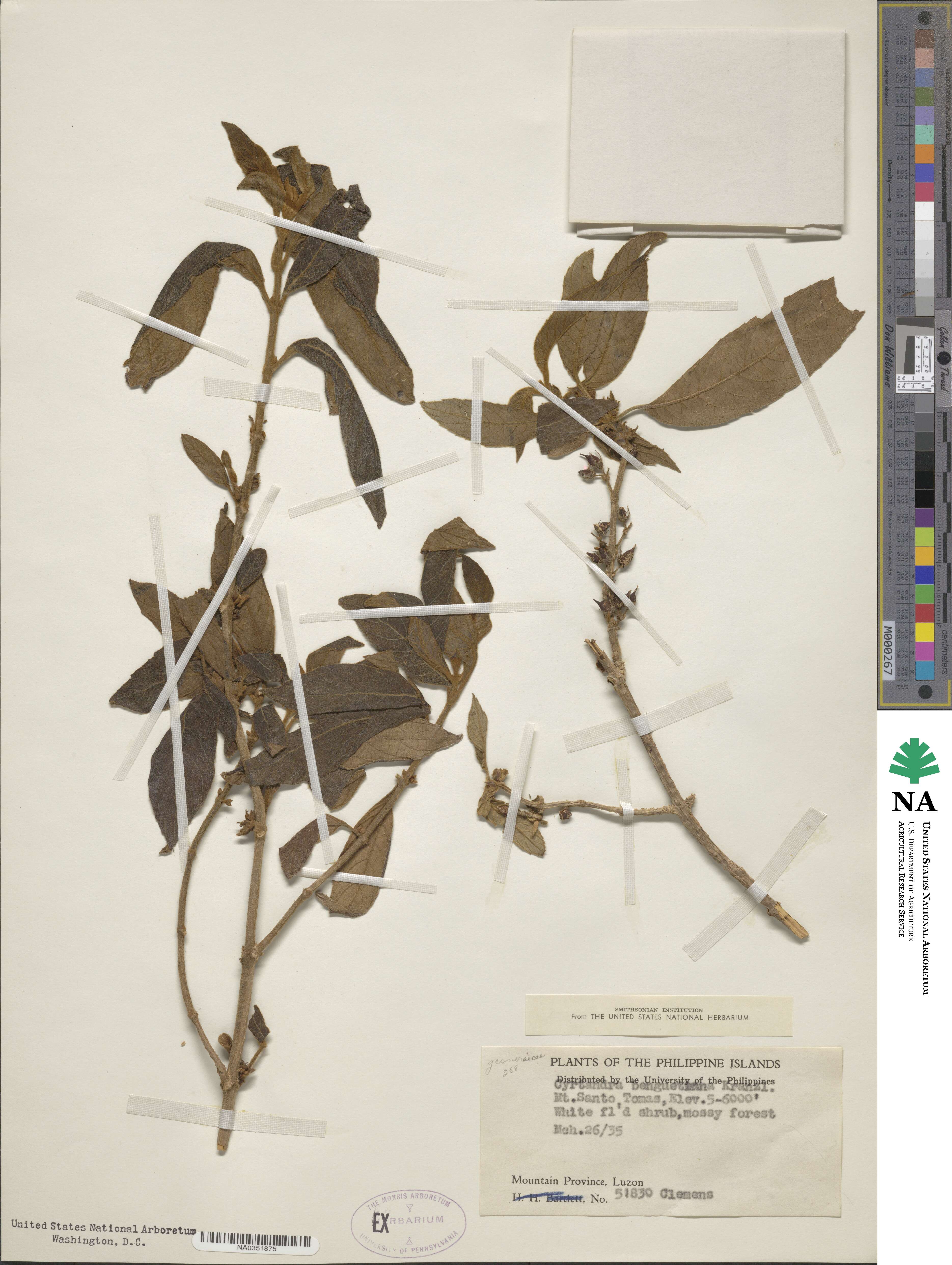 Cyrtandra benguetiana image
