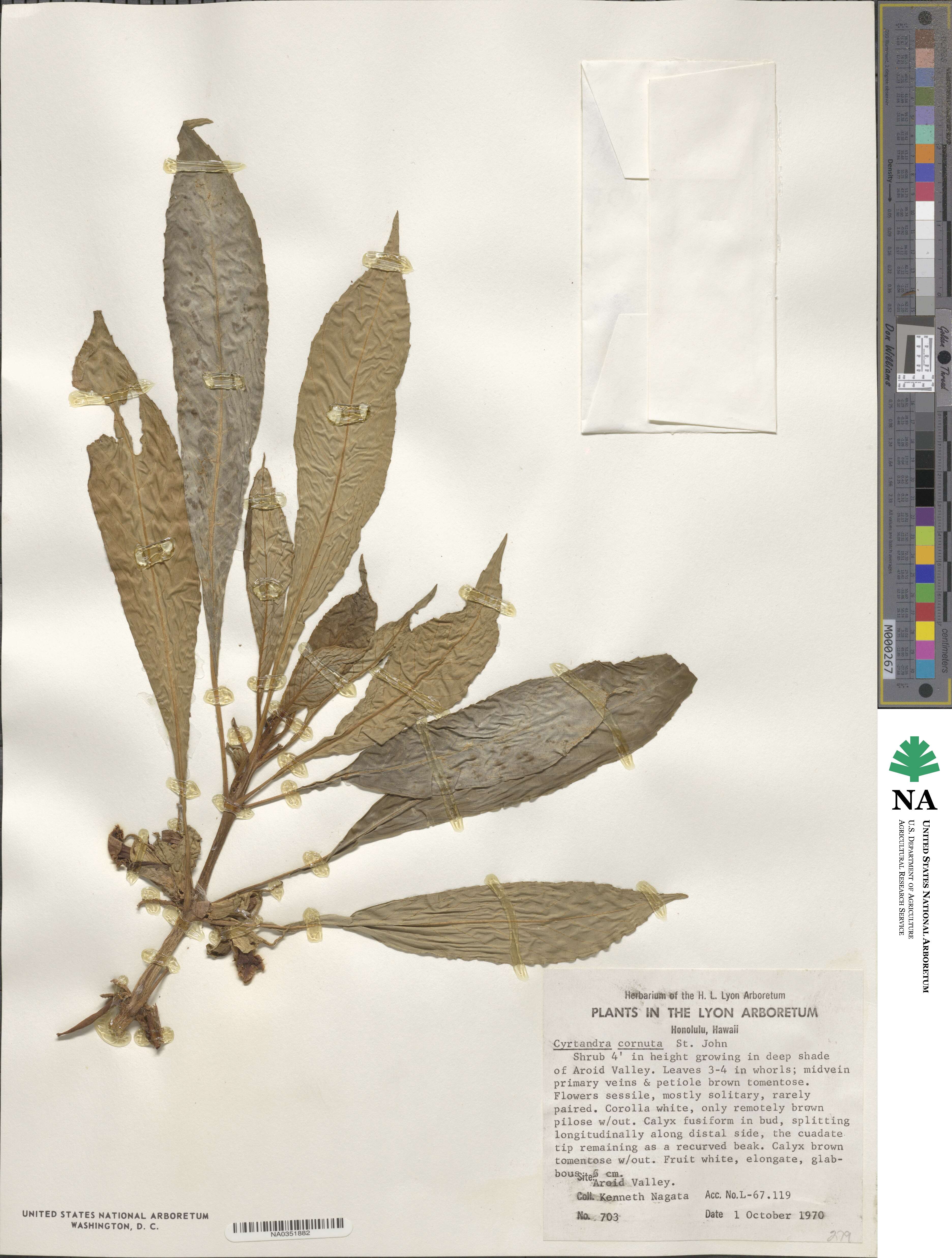 Cyrtandra calpidicarpa image