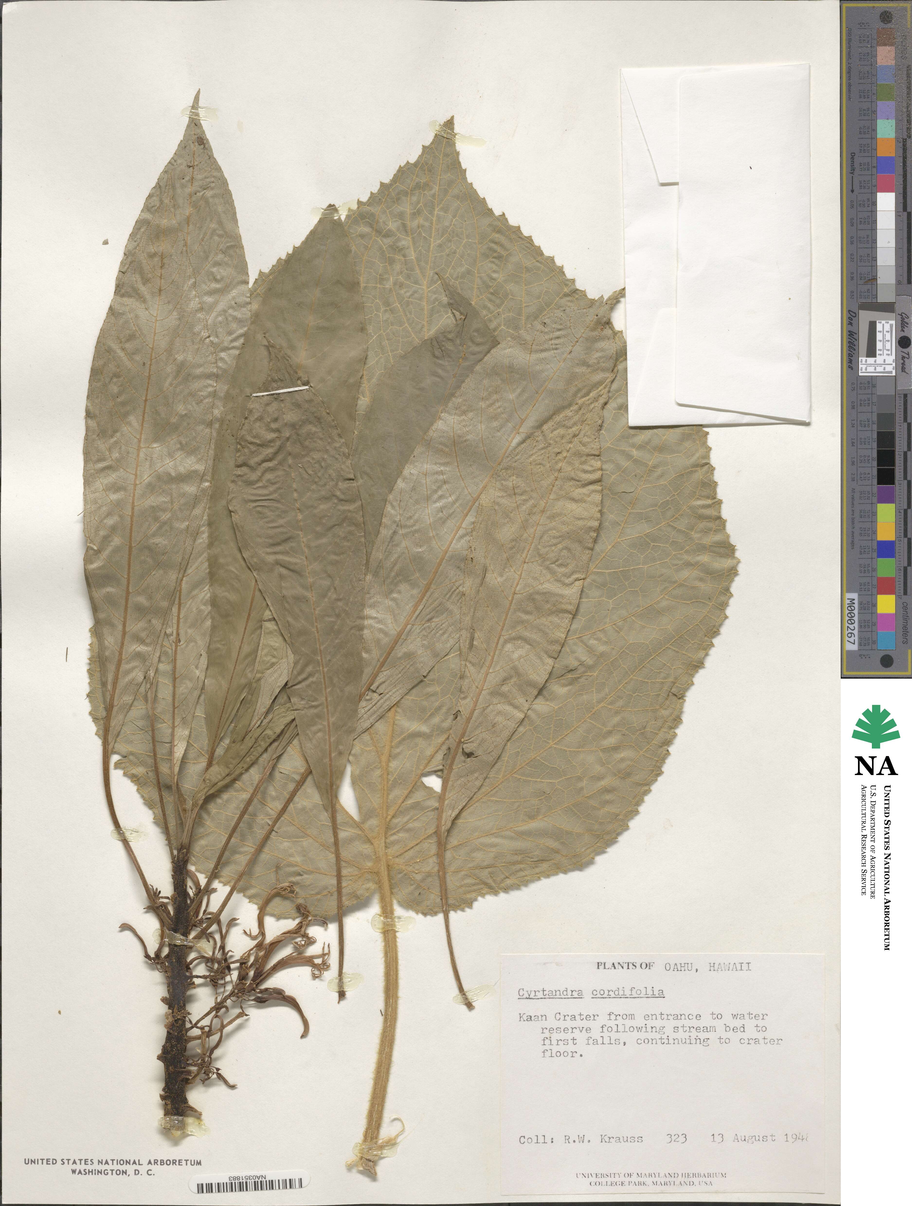 Cyrtandra cordifolia image