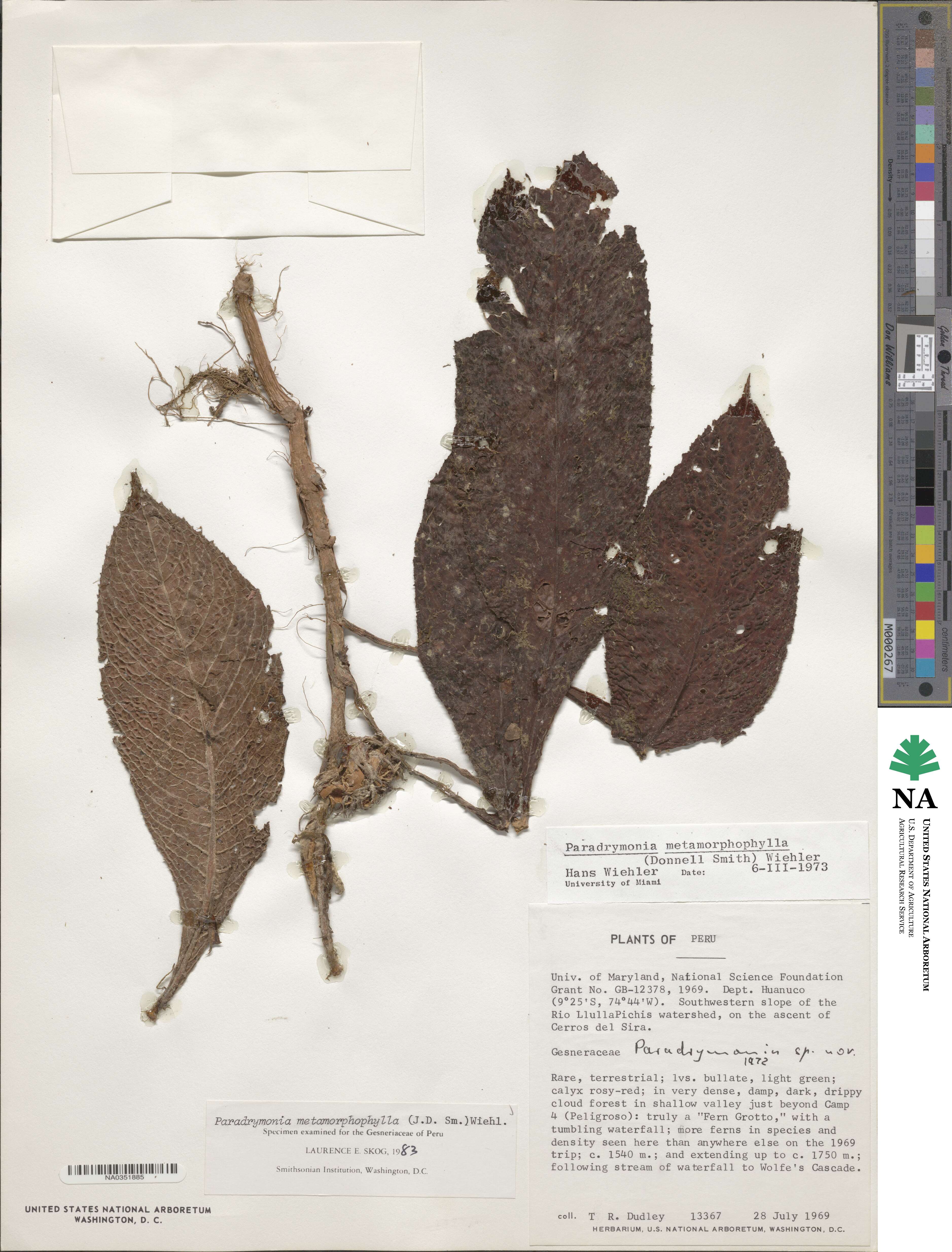 Trichodrymonia metamorphophylla image