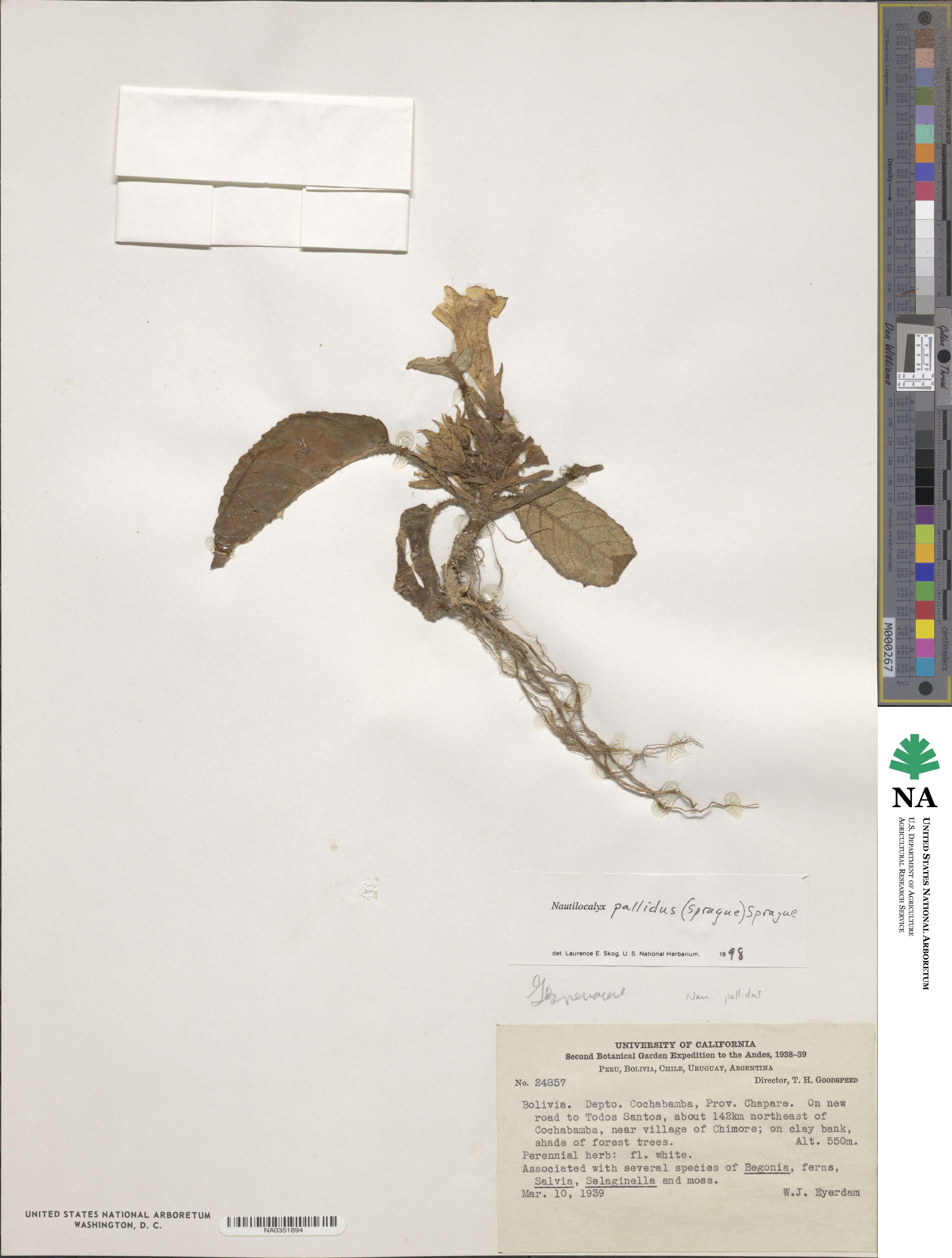 Nautilocalyx pallidus image