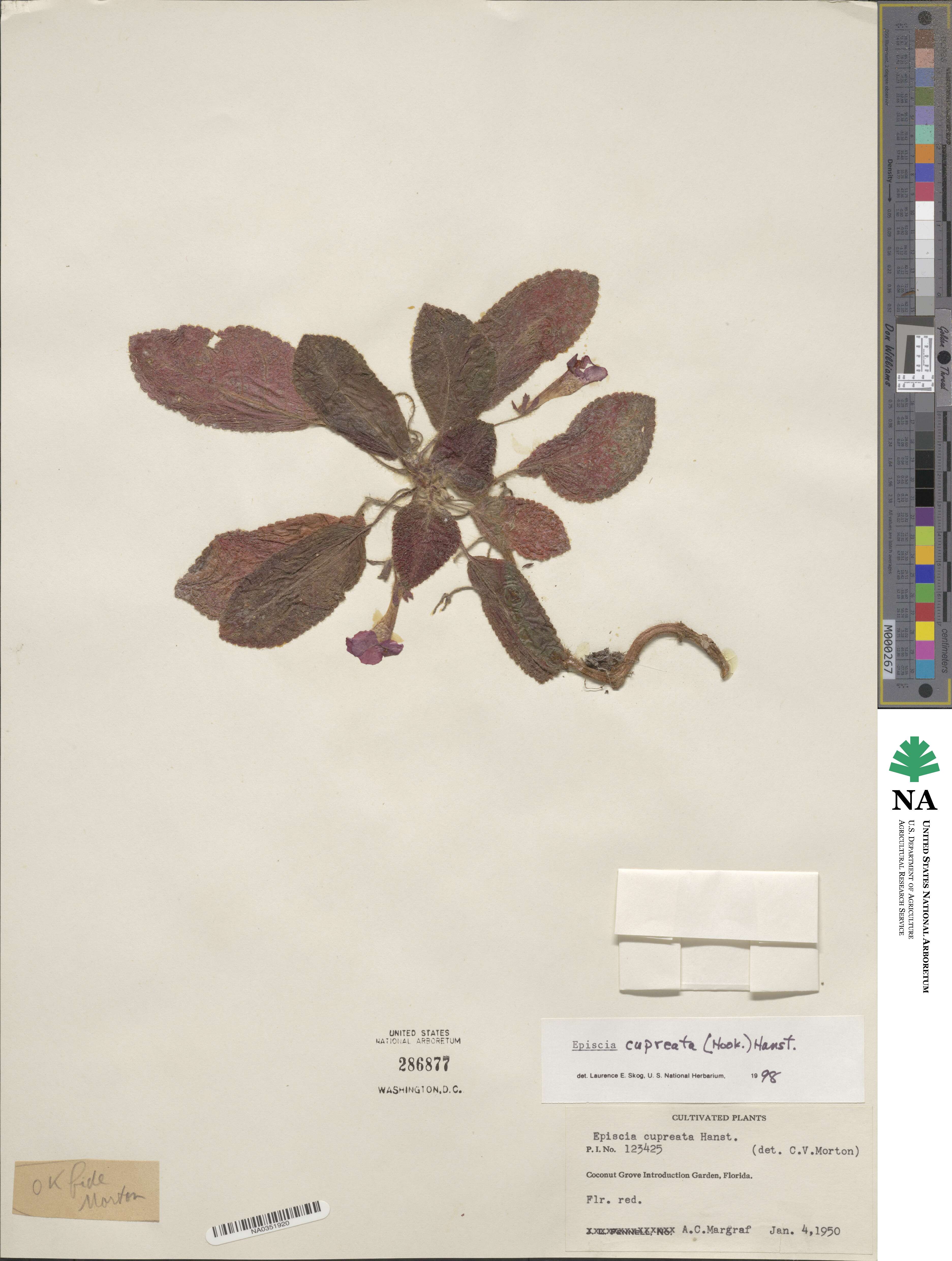 Episcia cupreata image