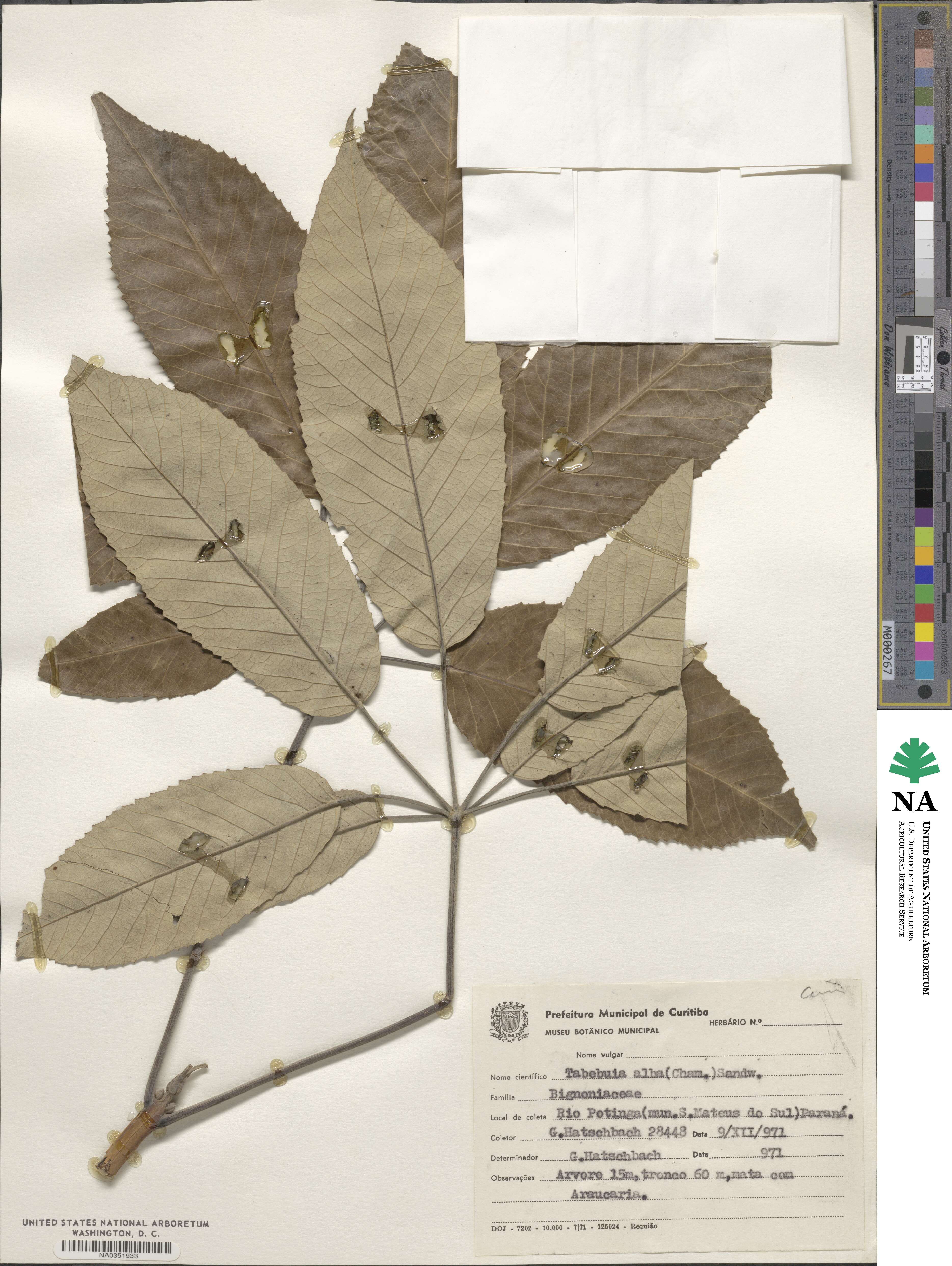 Handroanthus albus image