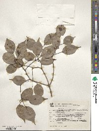 Handroanthus impetiginosum image