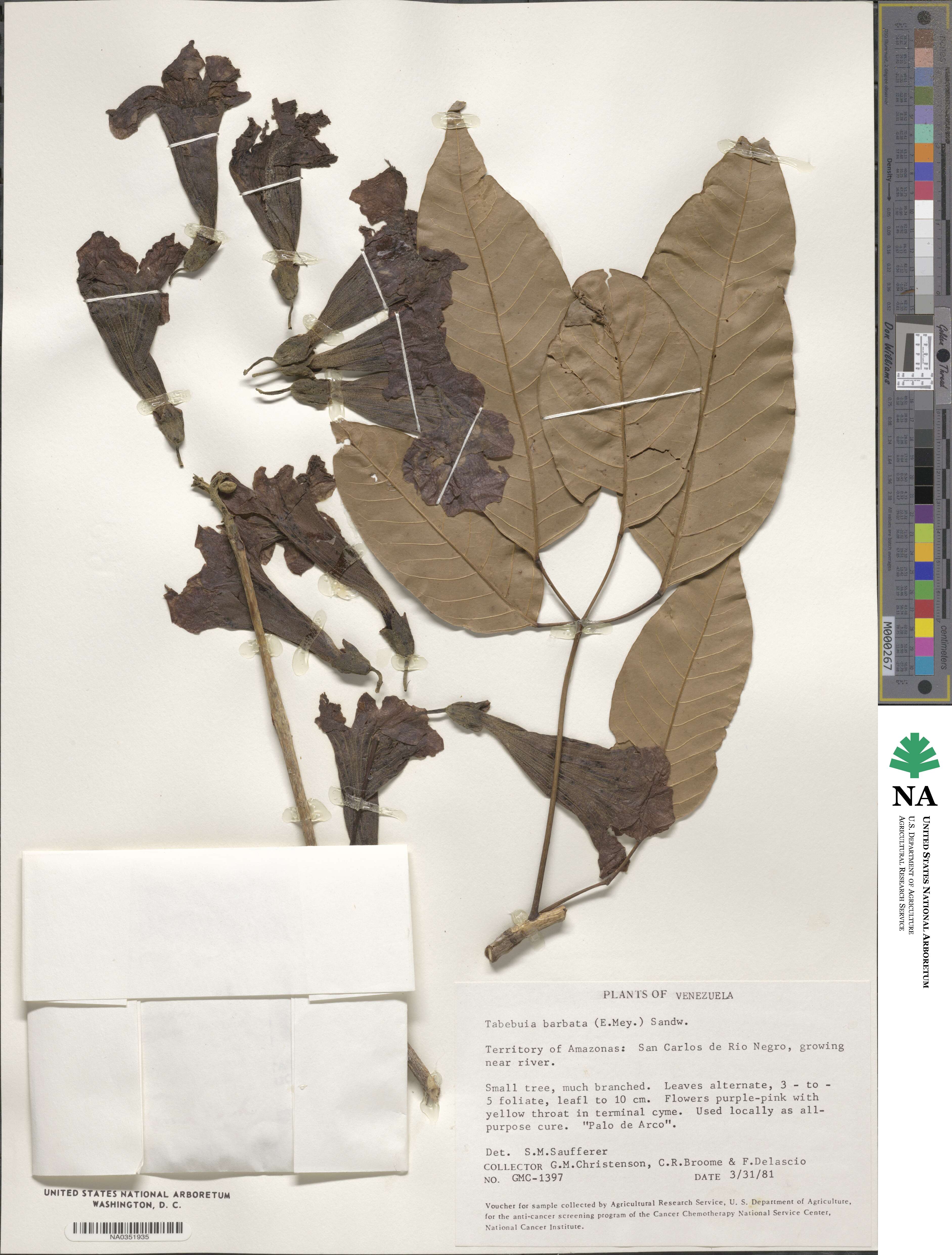 Handroanthus barbatus image