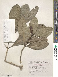 Image of Tabebuia cassinoides