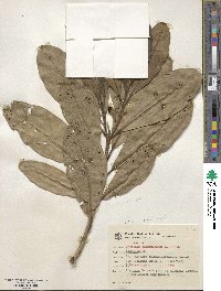 Tabebuia cassinoides image