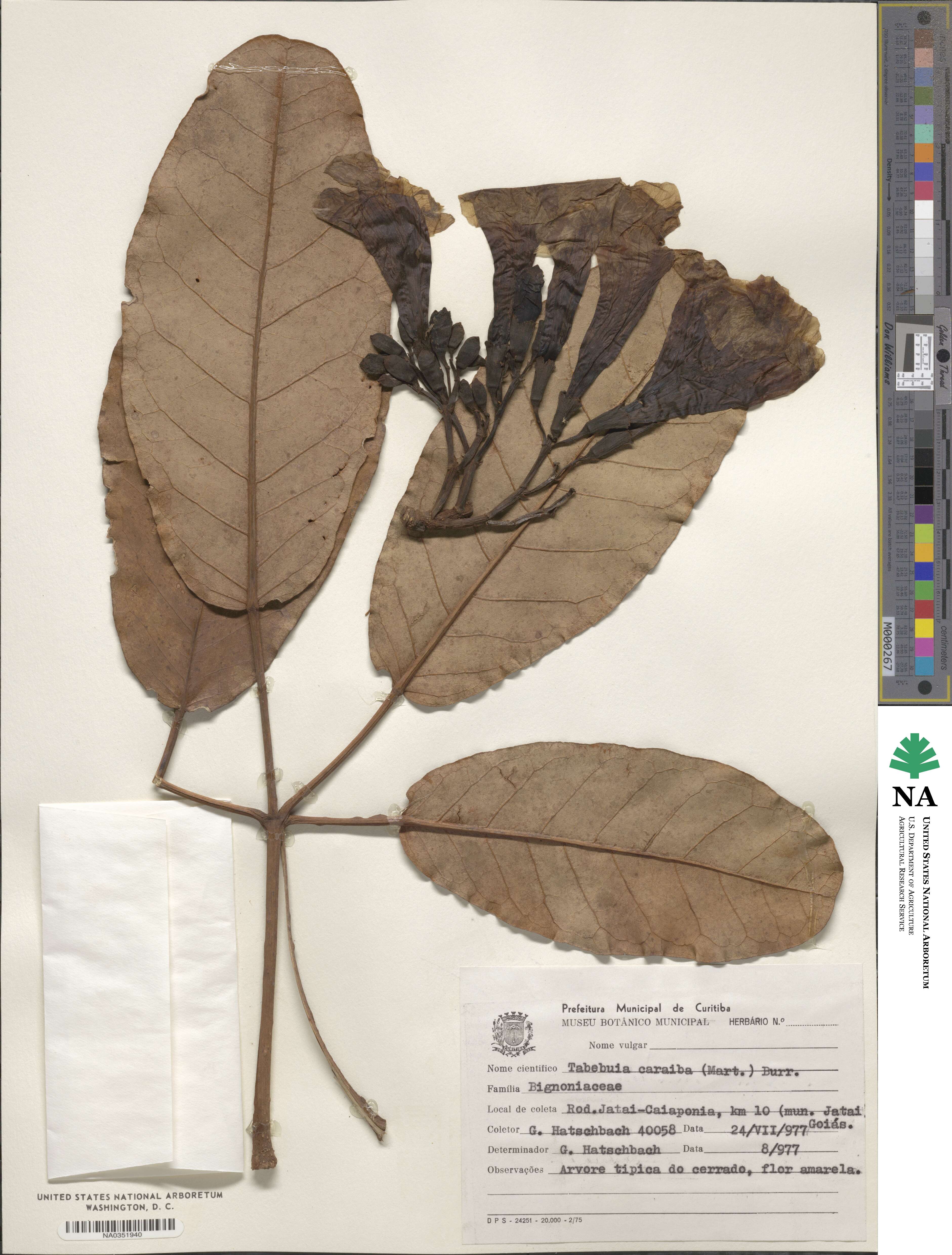 Tabebuia aurea image