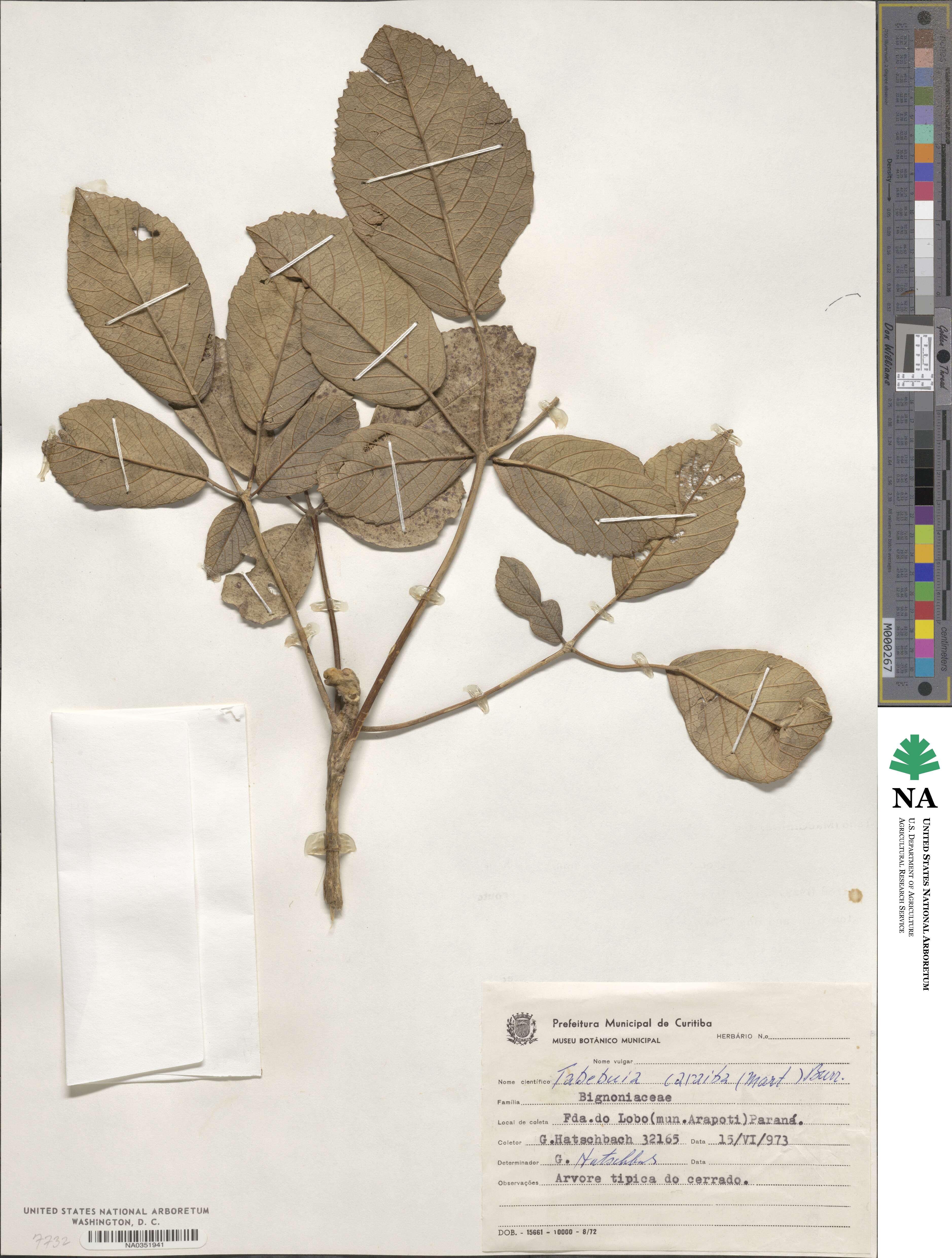 Tabebuia aurea image