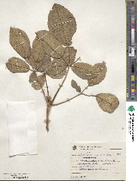 Tabebuia aurea image