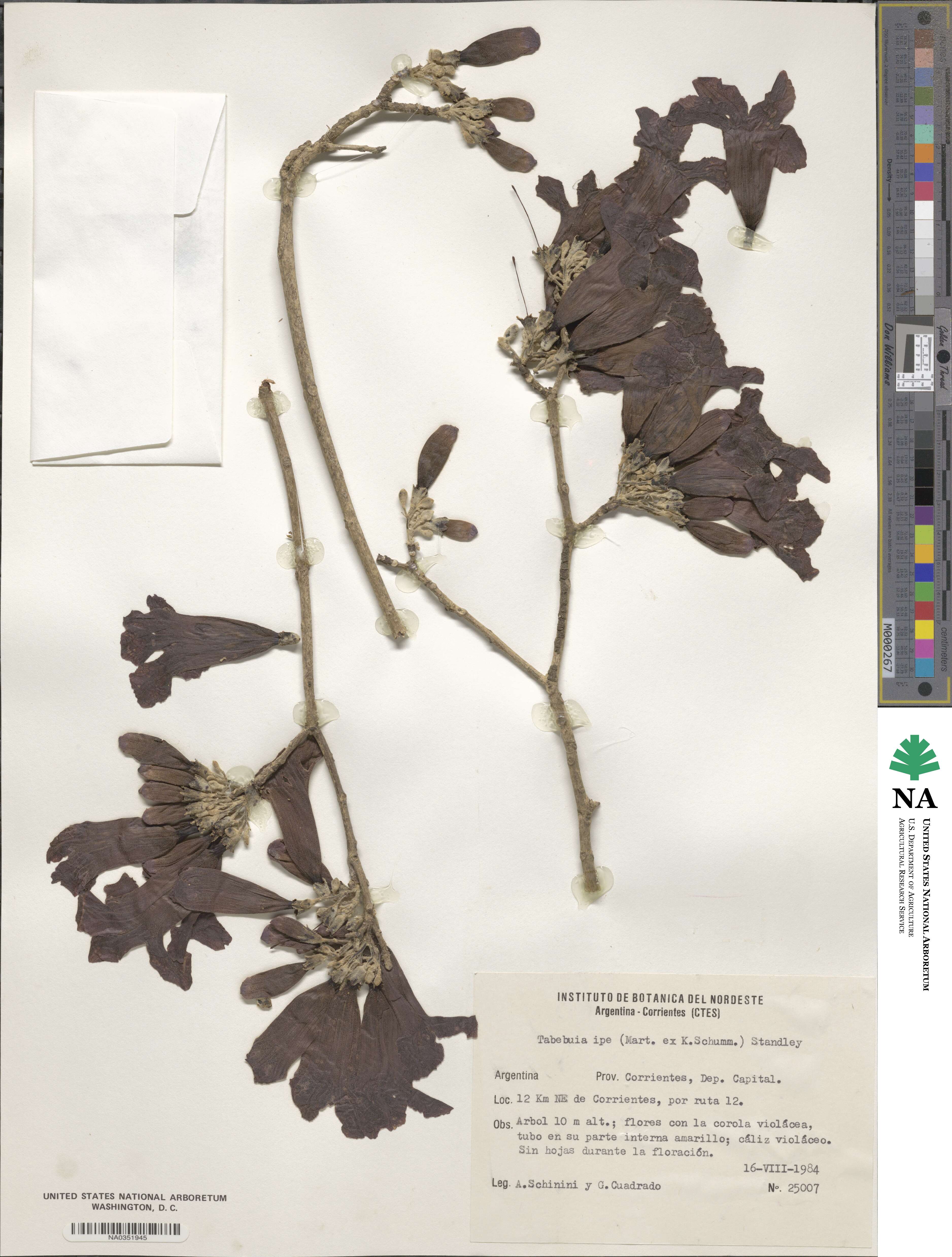 Handroanthus heptaphyllus image