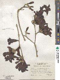 Handroanthus heptaphyllus image