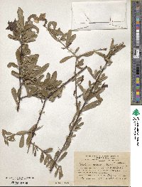 Tabebuia nodosa image