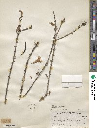 Tabebuia nodosa image