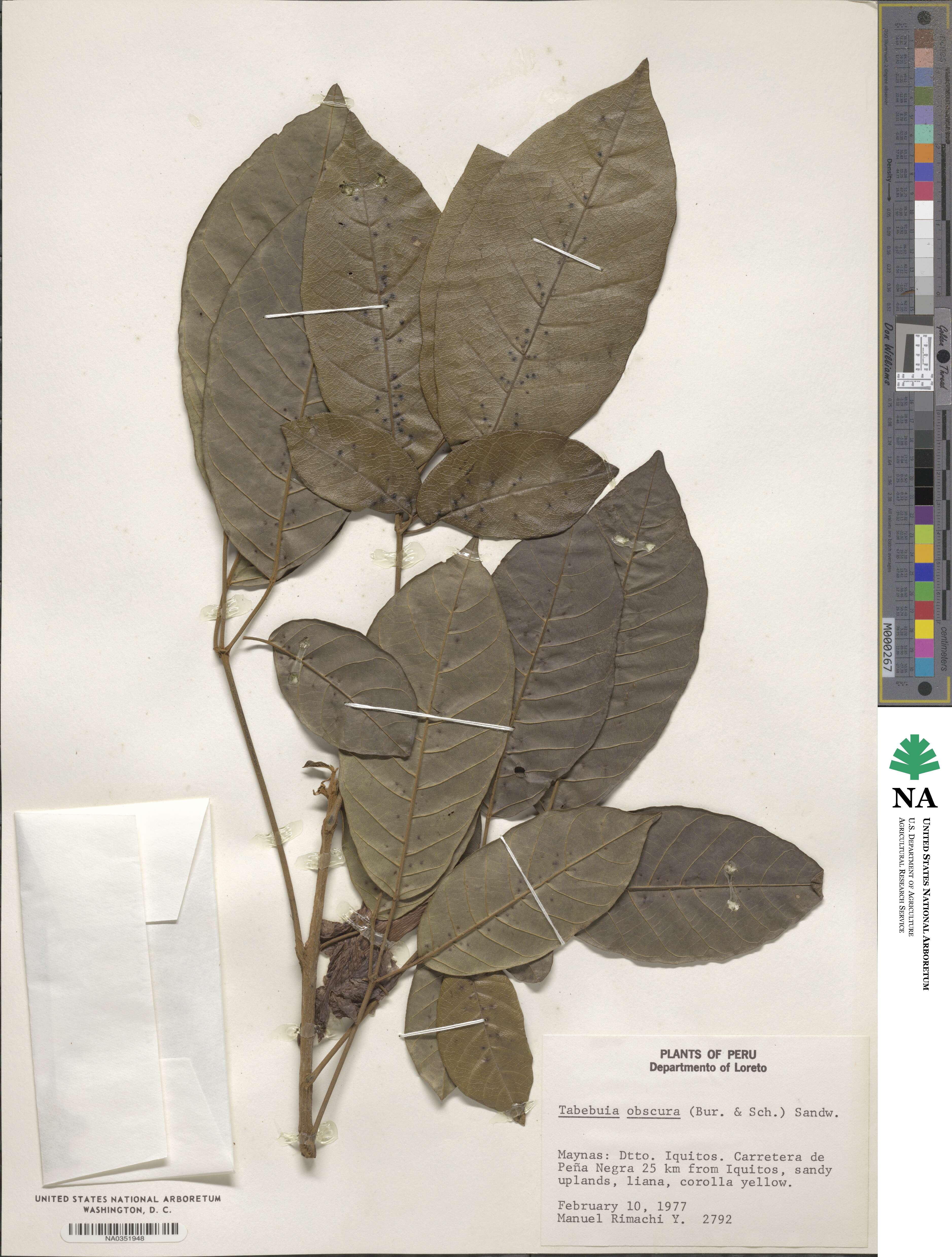 Handroanthus obscurus image