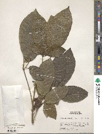 Handroanthus obscurus image