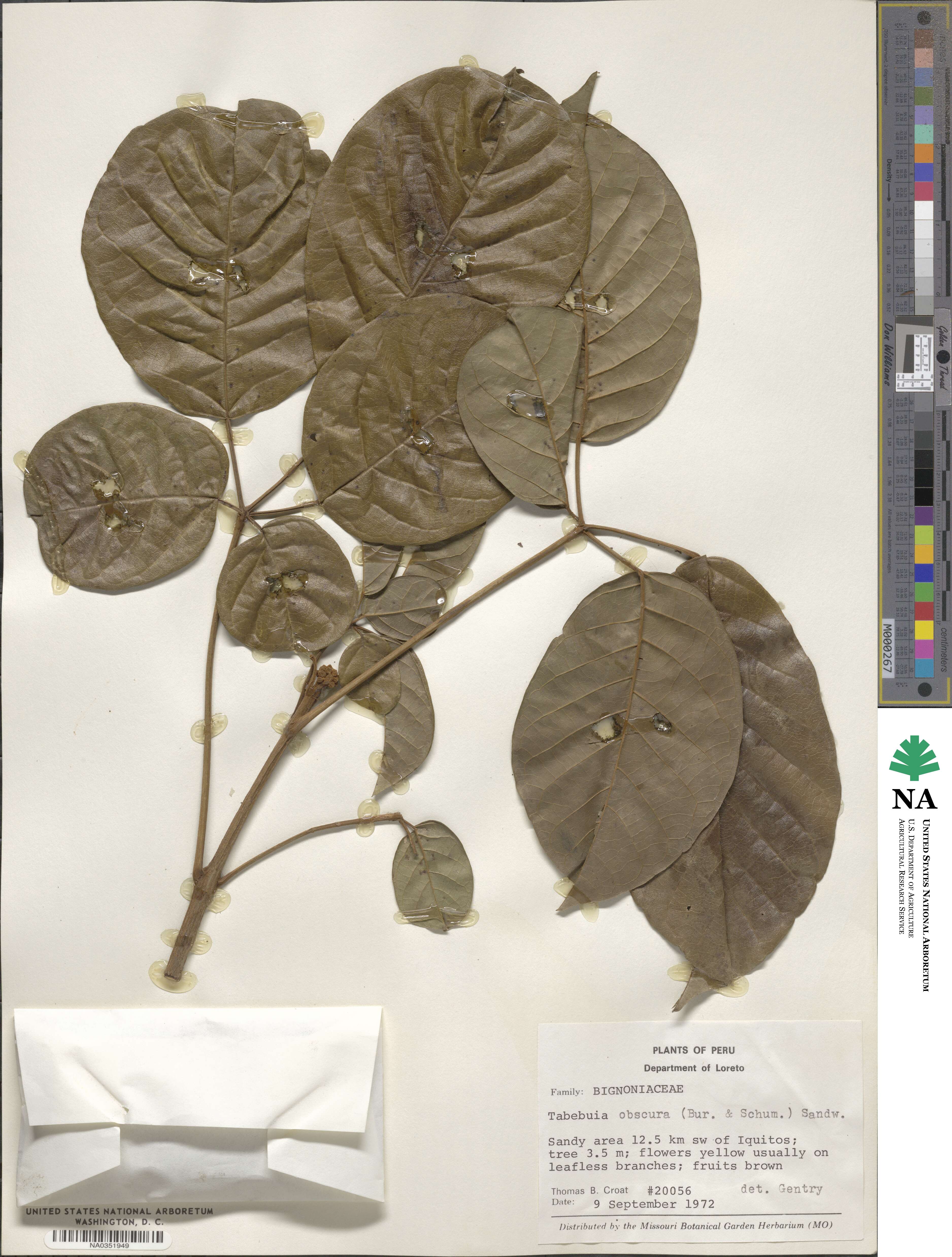 Handroanthus obscurus image