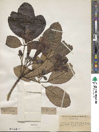 Tabebuia heterophylla image