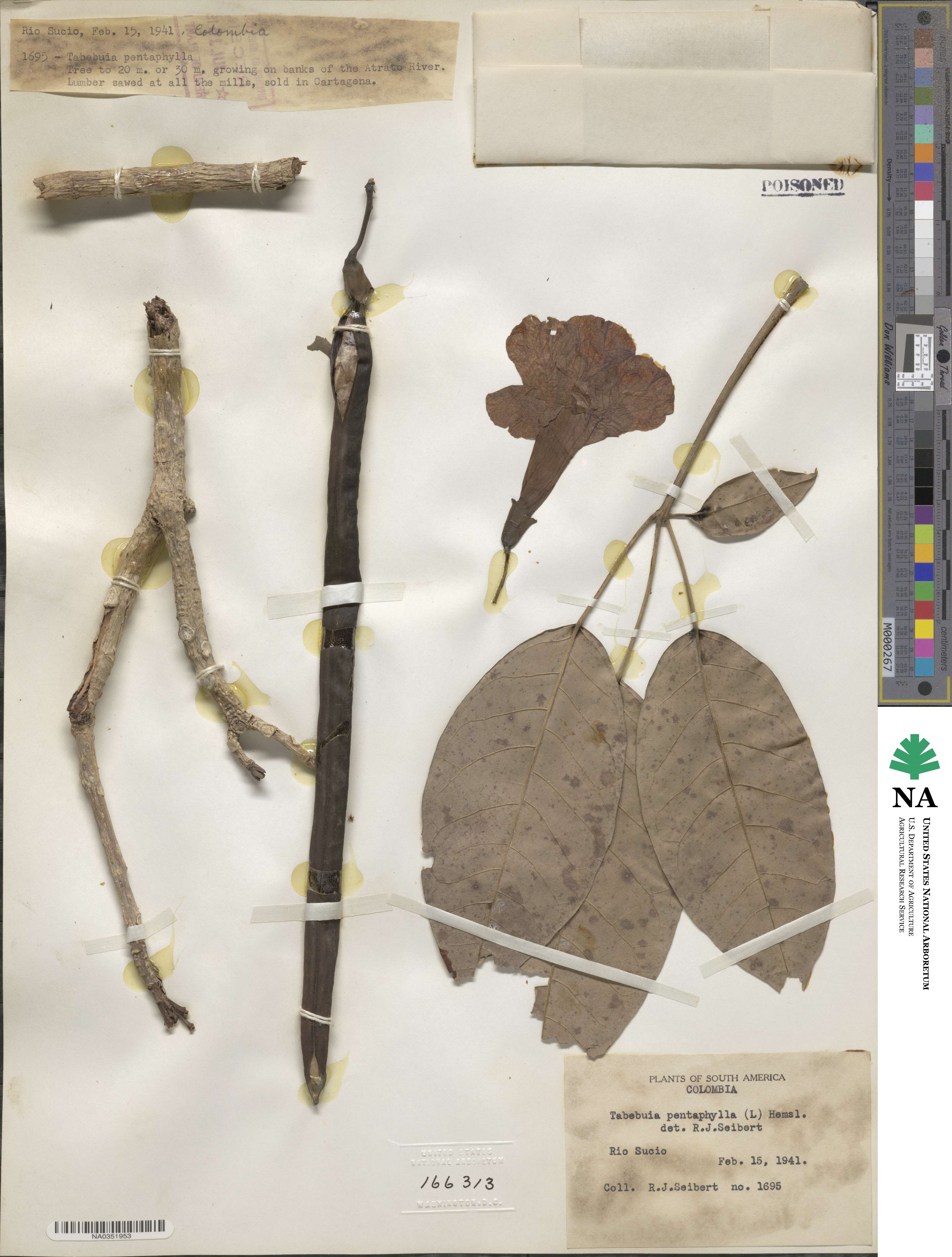 Tabebuia heterophylla image