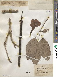 Tabebuia heterophylla image