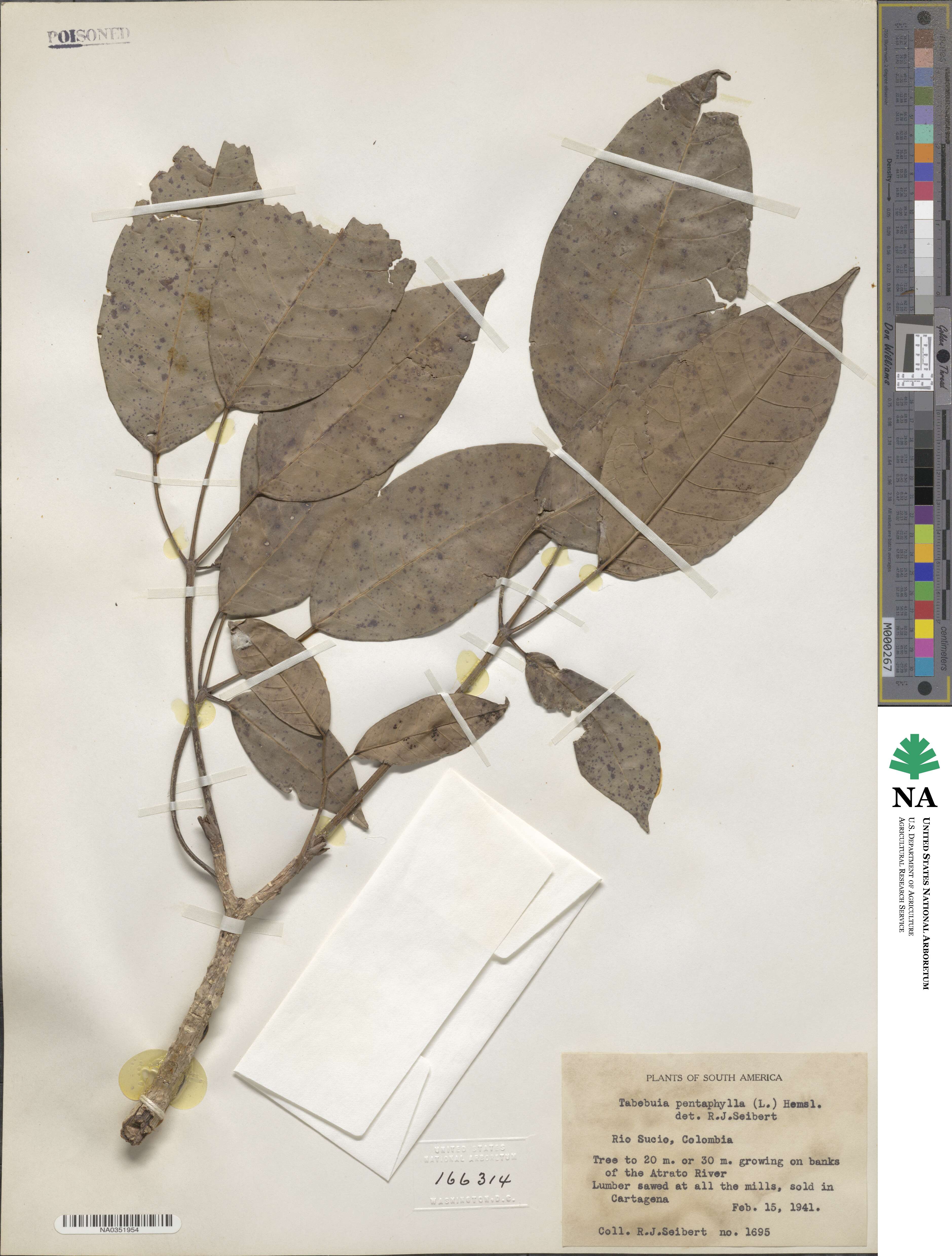 Tabebuia heterophylla image