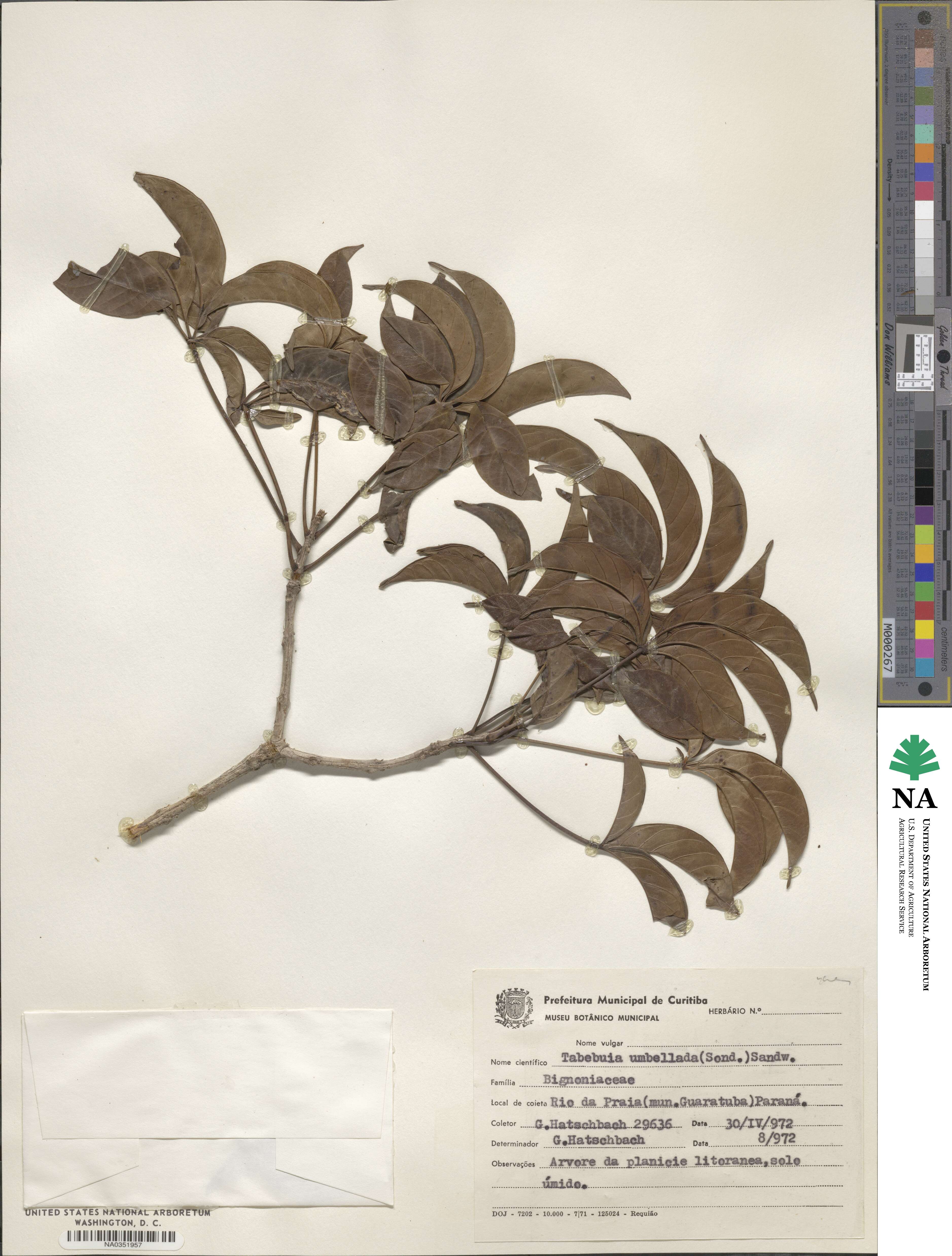 Handroanthus umbellatus image