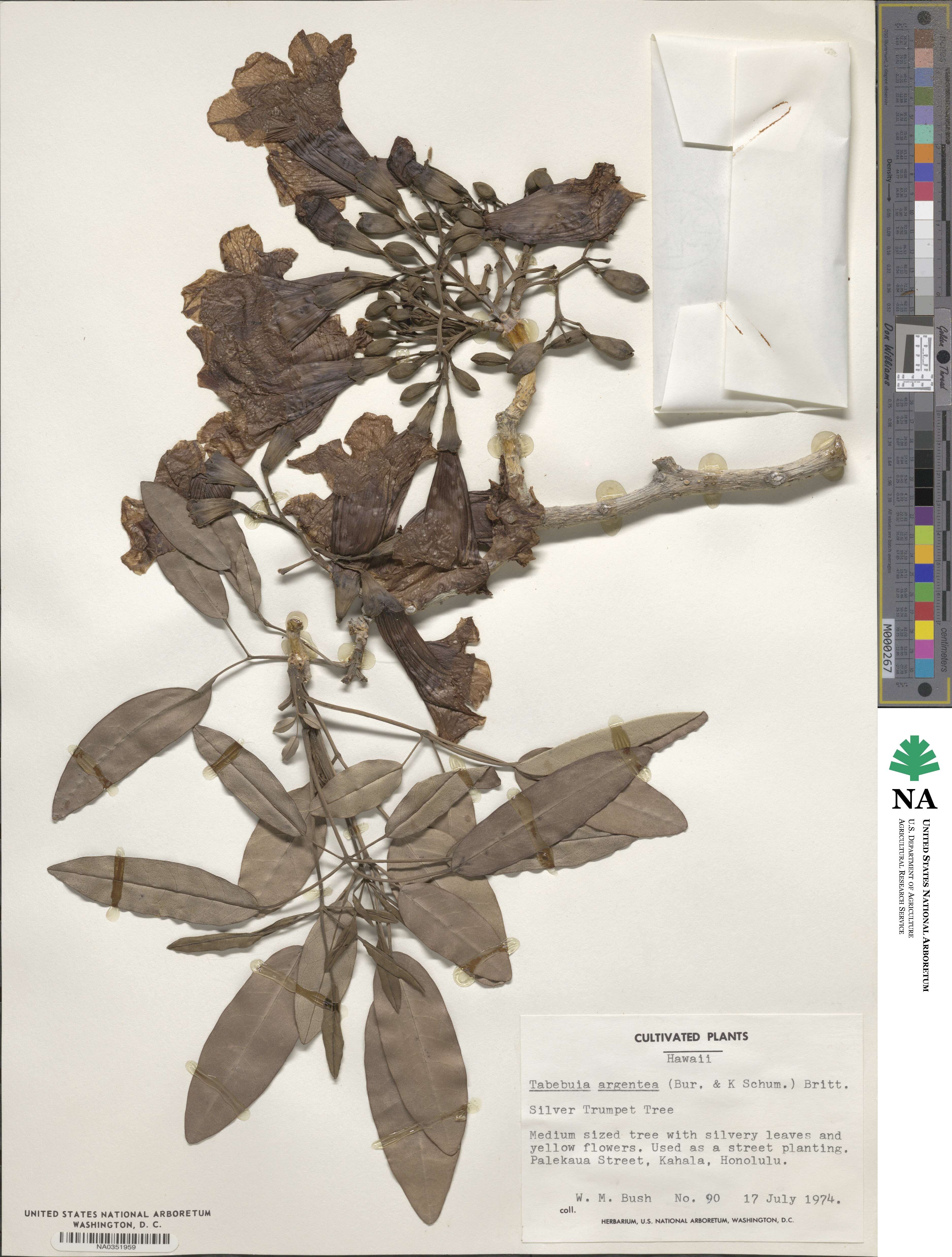 Tabebuia aurea image