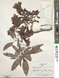 Tabebuia aurea image