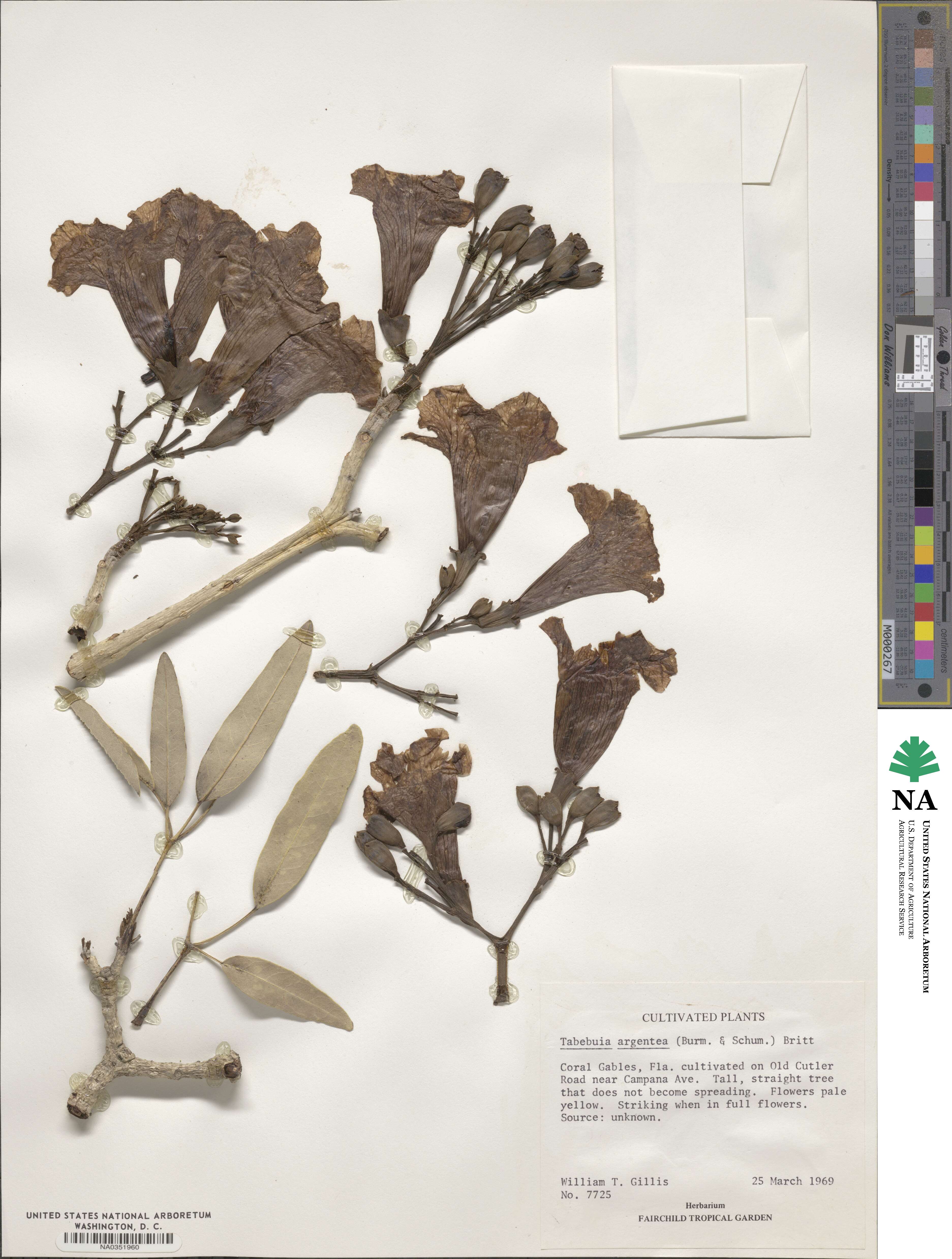 Tabebuia aurea image