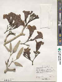 Tabebuia aurea image