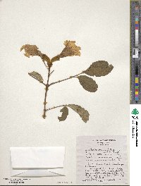 Handroanthus chrysanthus subsp. chrysanthus image