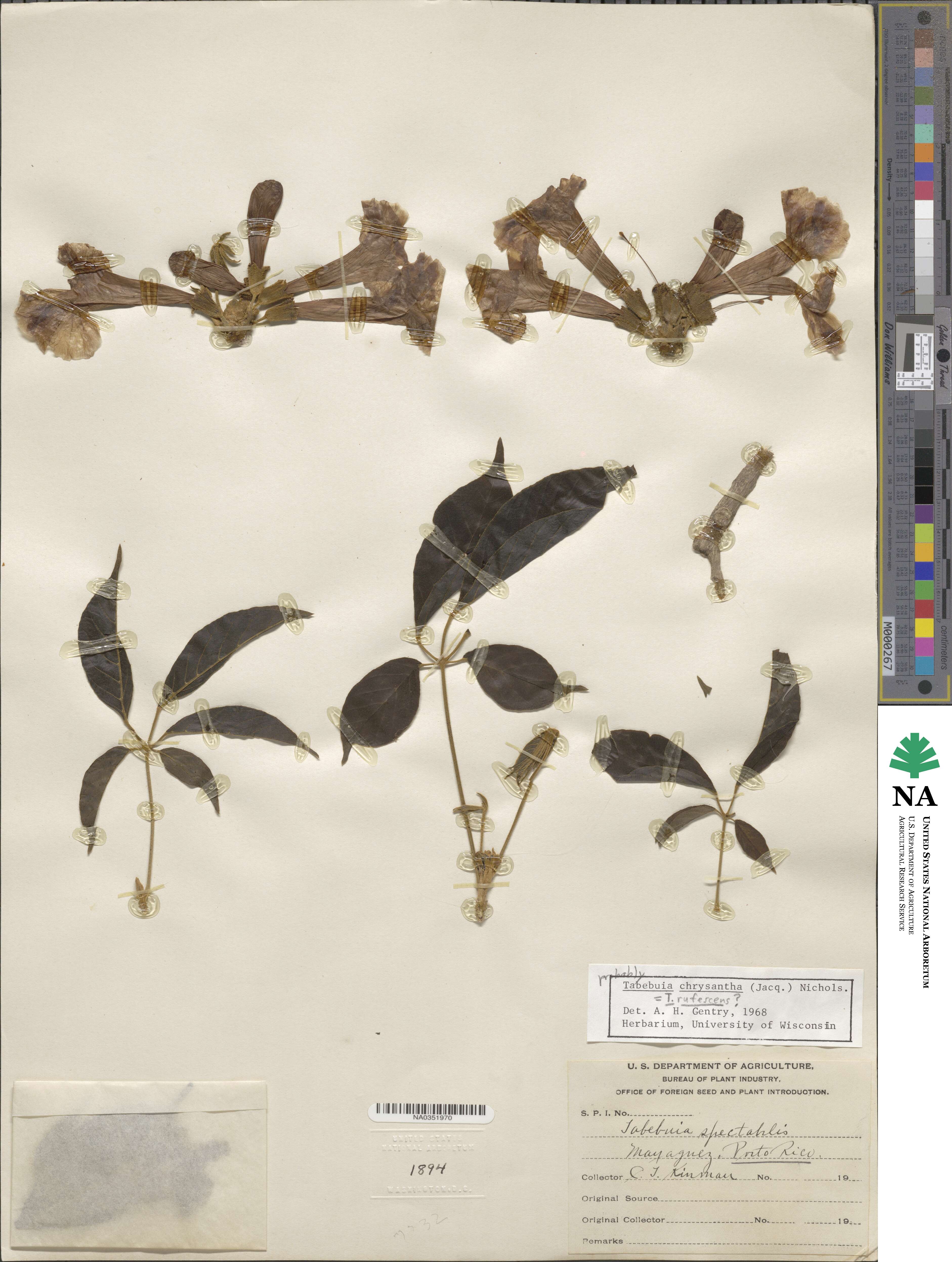 Handroanthus chrysanthus subsp. chrysanthus image