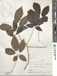 Roseodendron chryseum image