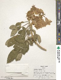 Roseodendron chryseum image