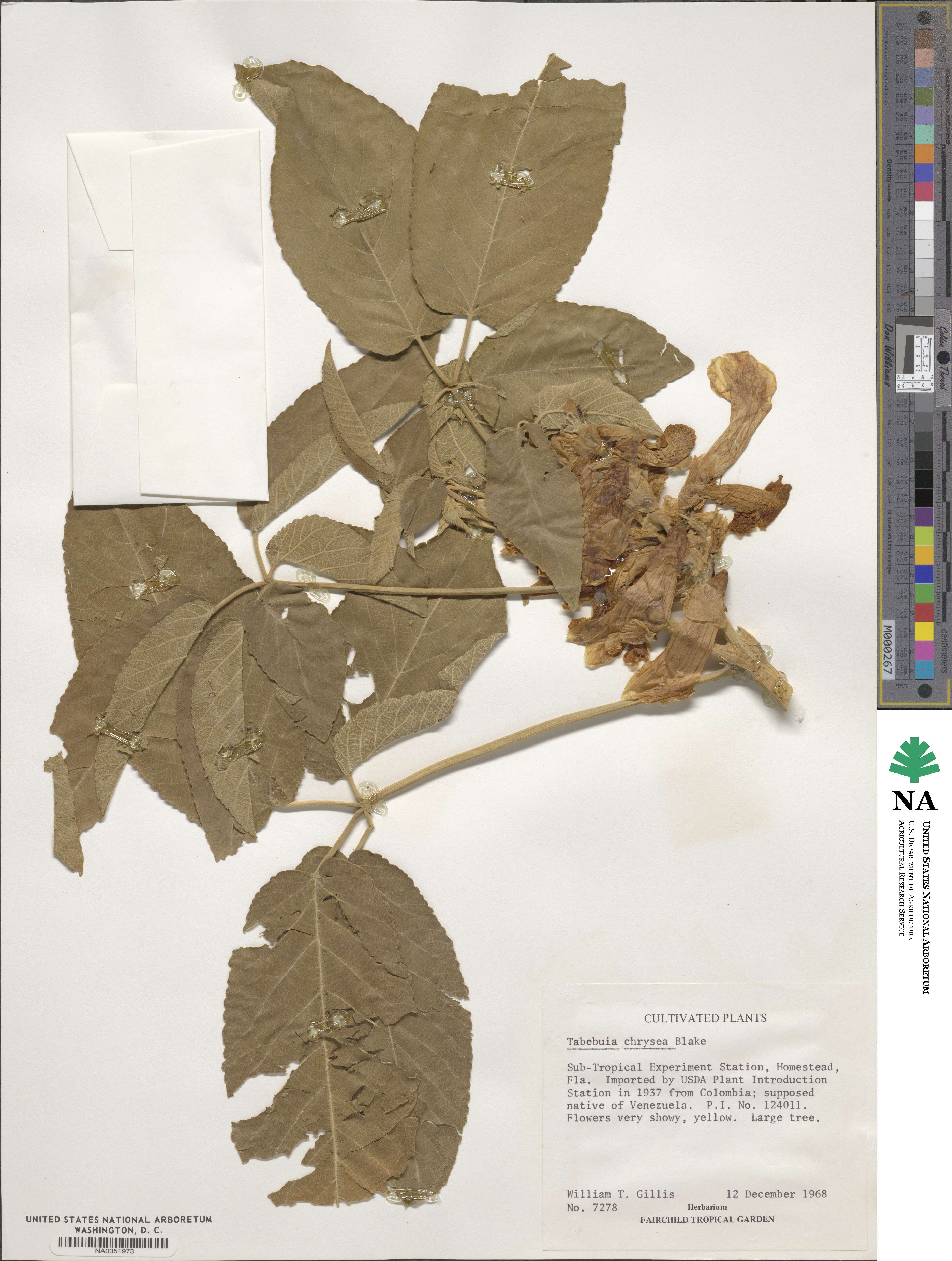 Roseodendron chryseum image