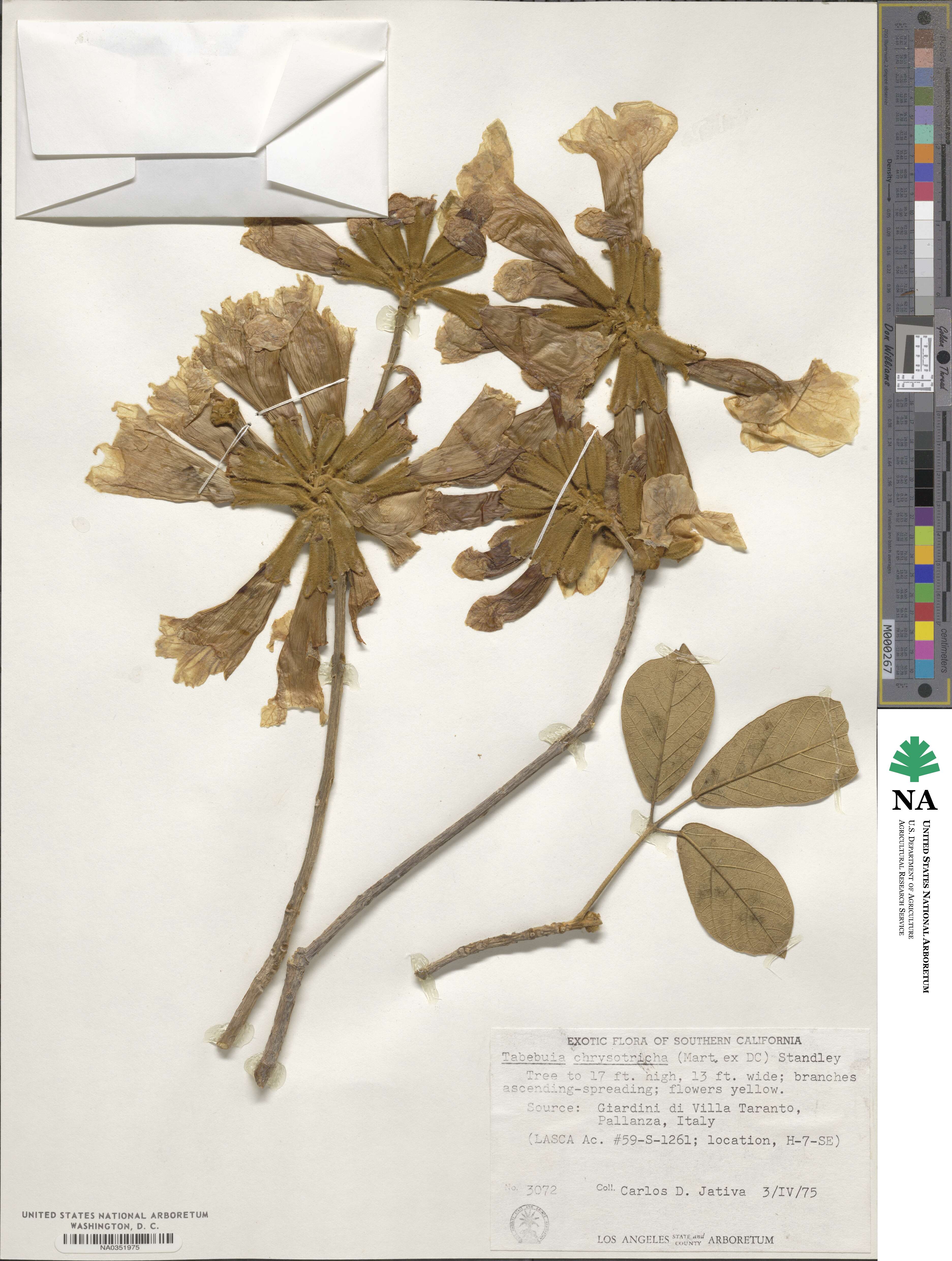 Handroanthus chrysotrichus image