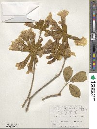 Handroanthus chrysotrichus image