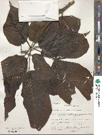 Roseodendron donnell-smithii image