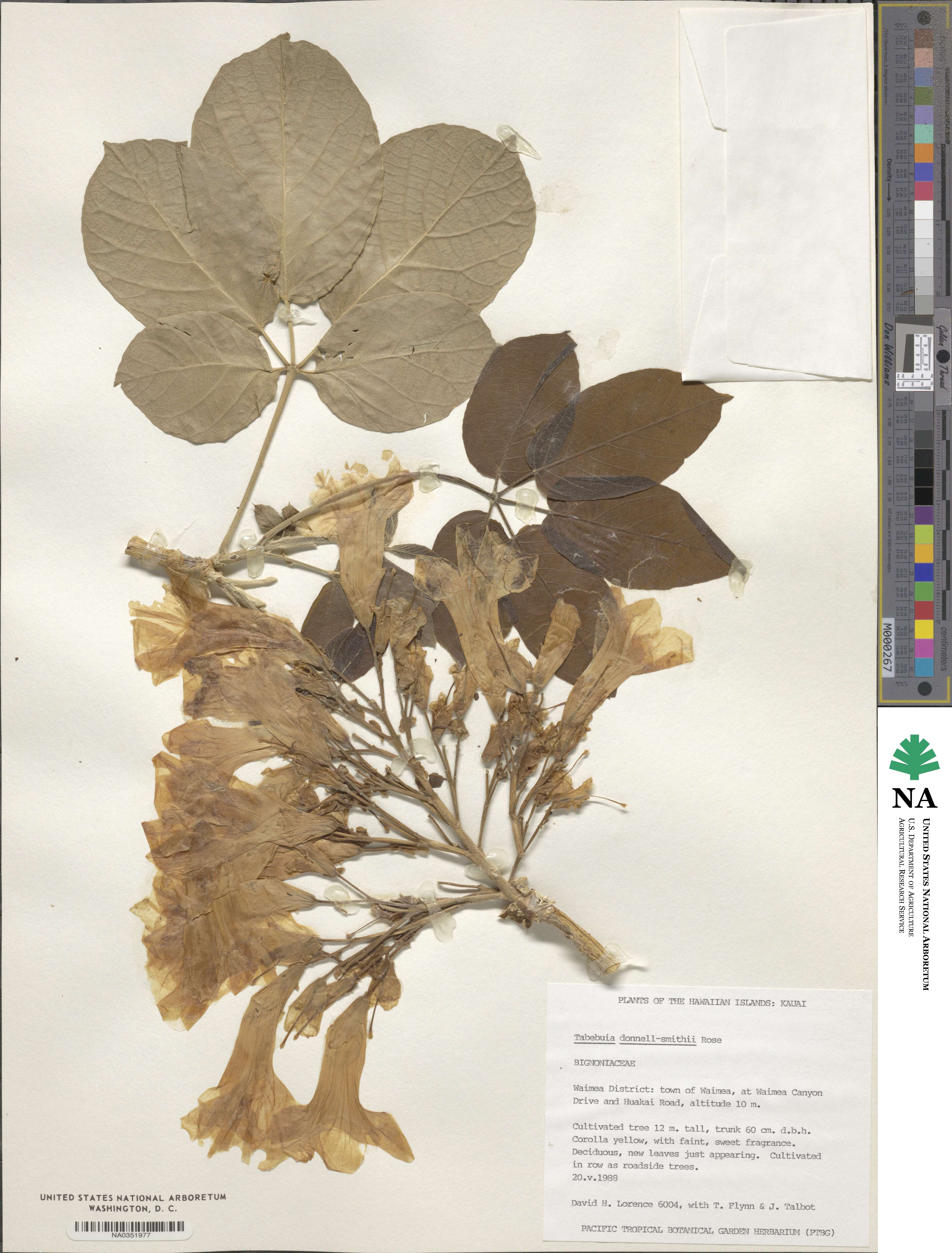 Roseodendron donnell-smithii image